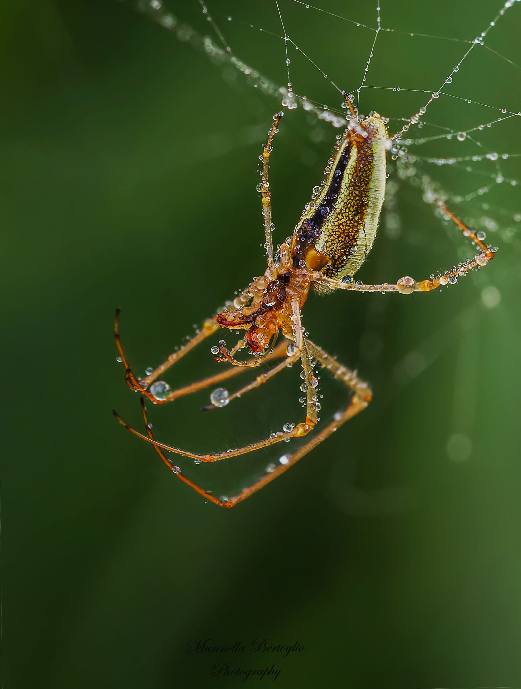 spider with dew