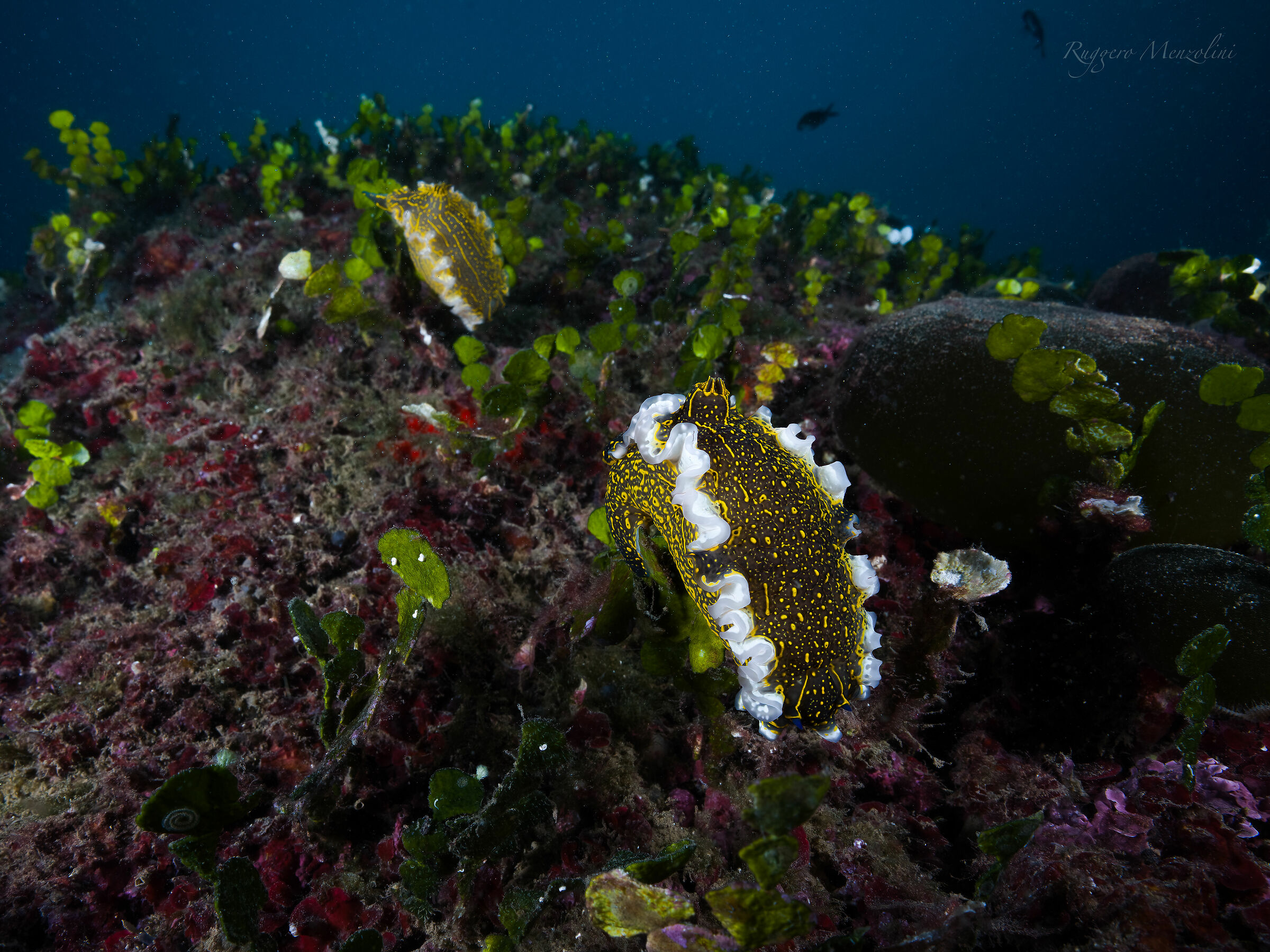 Felimare picta at rest