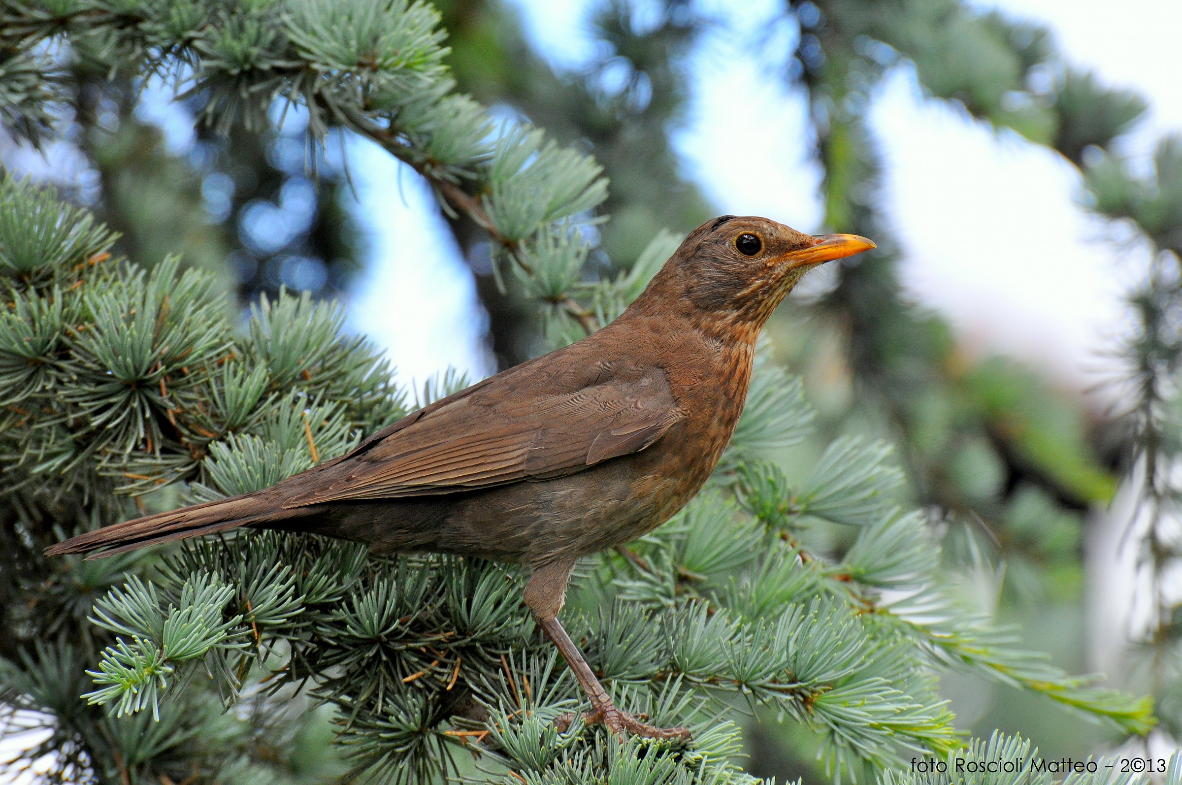 Turdus Merula