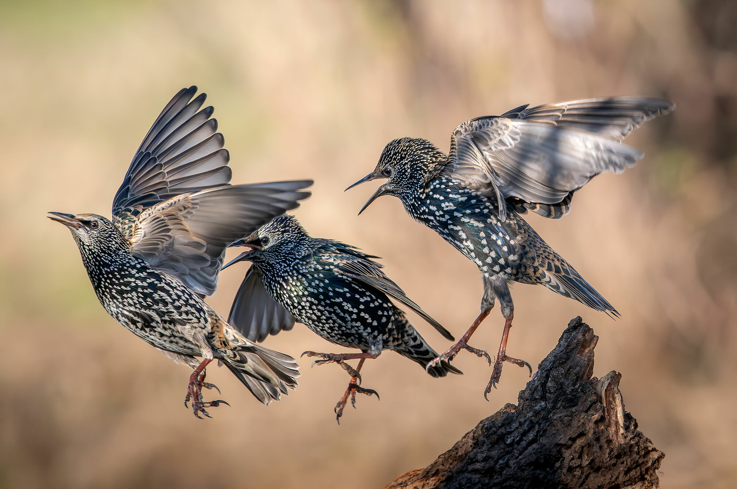 In three Starlings #capannocora