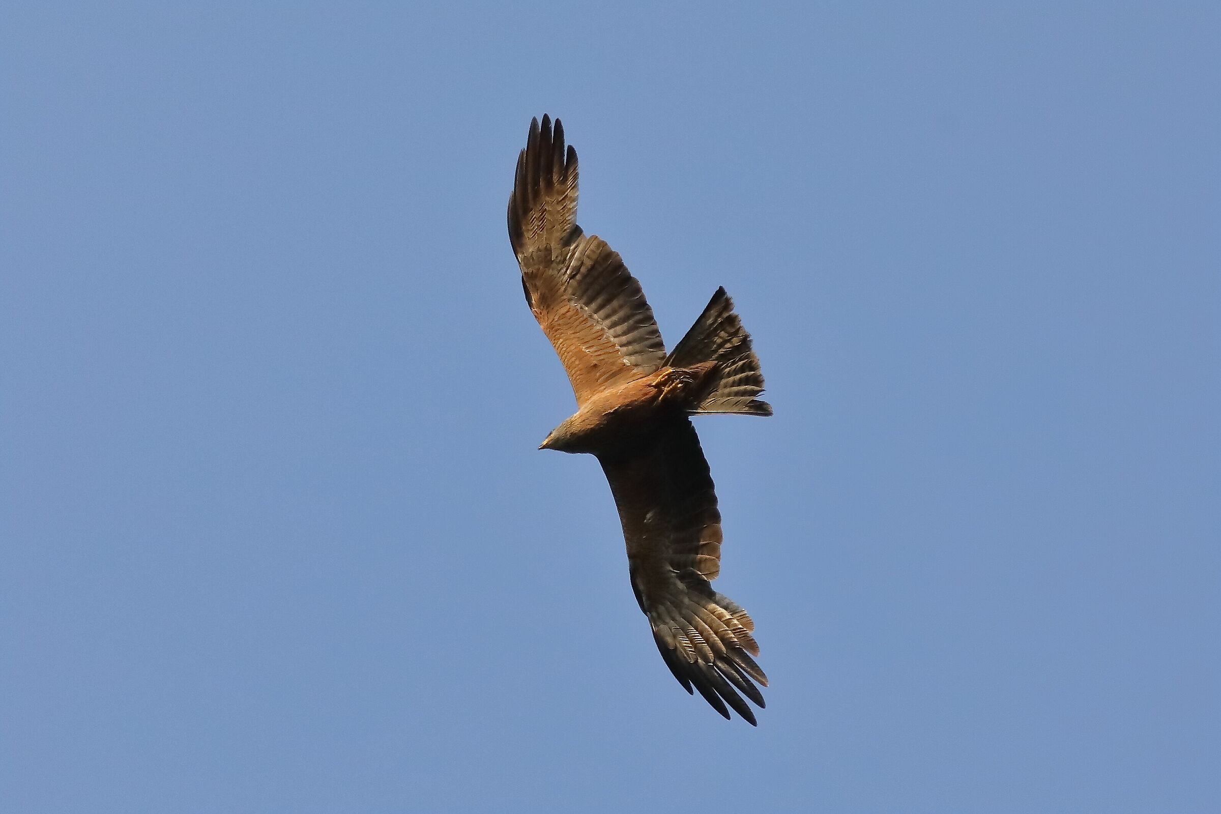Black Kite 15-07-2023