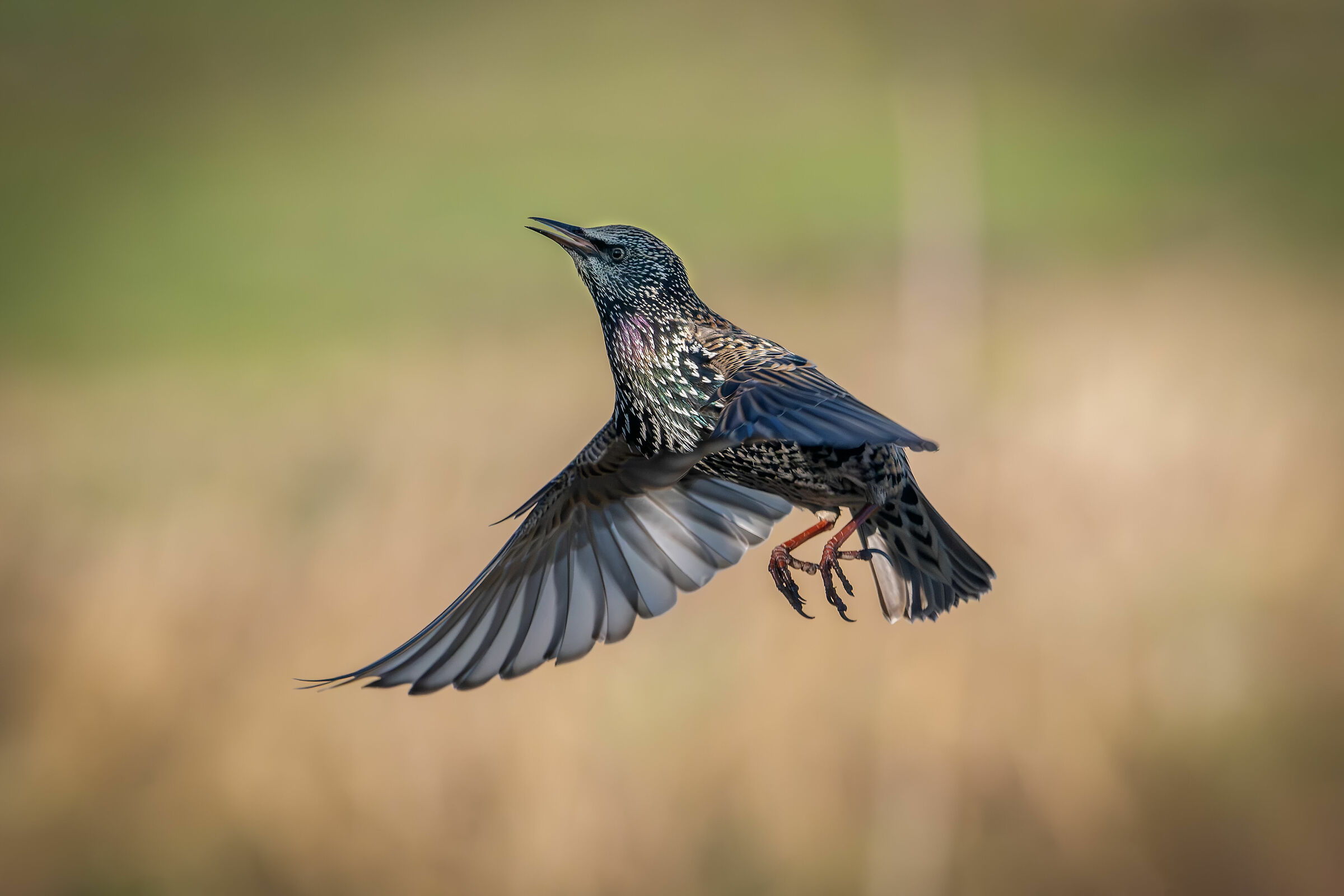 Reversal on take-off #capannocora