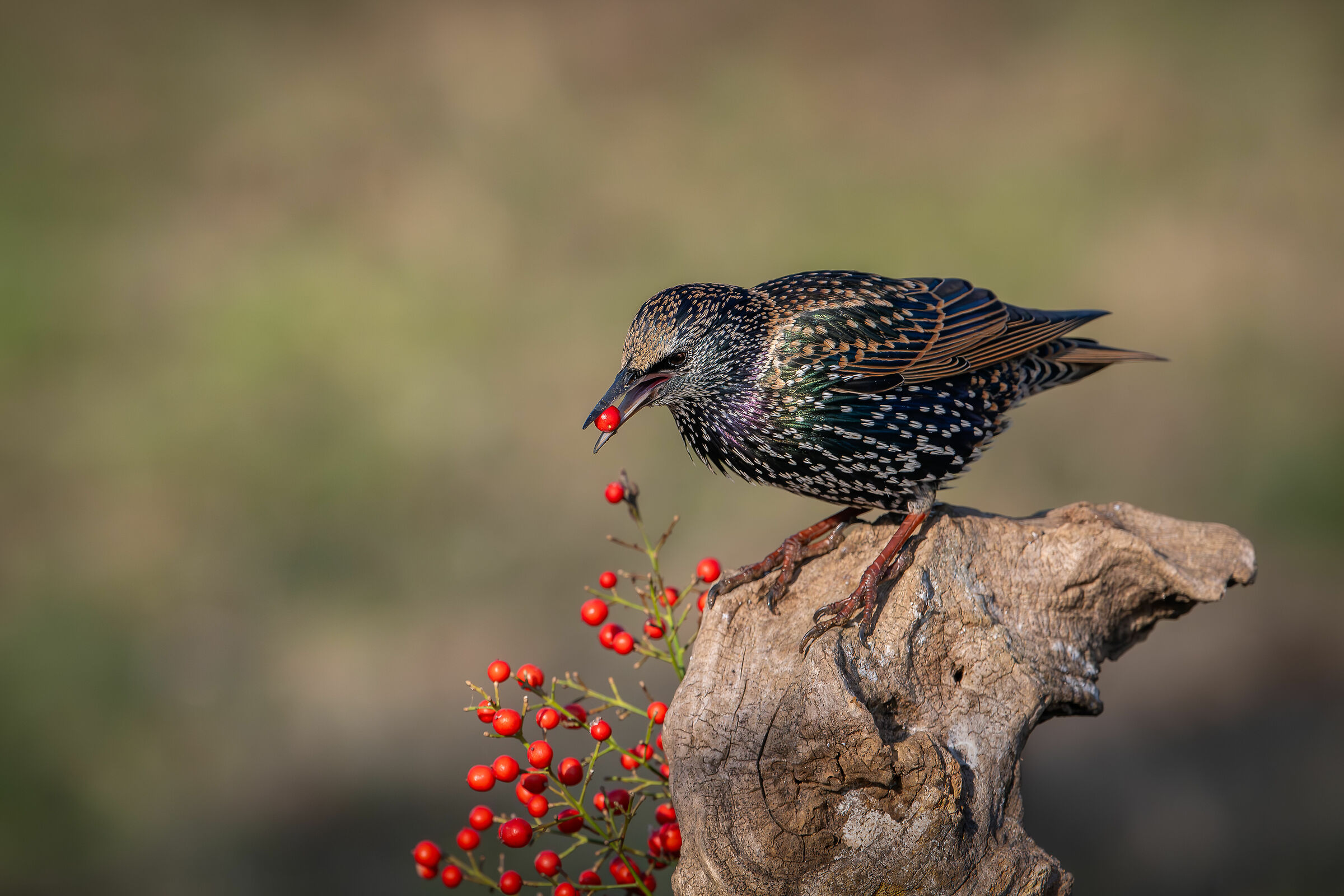 Reversal #capannocora