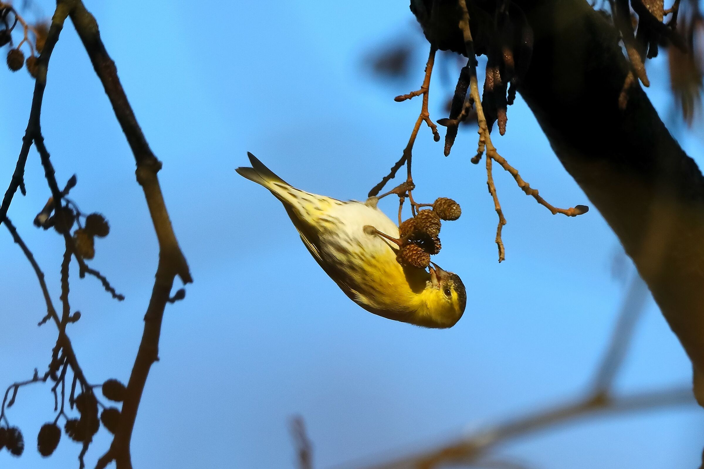 Lucherino 14-12-2023