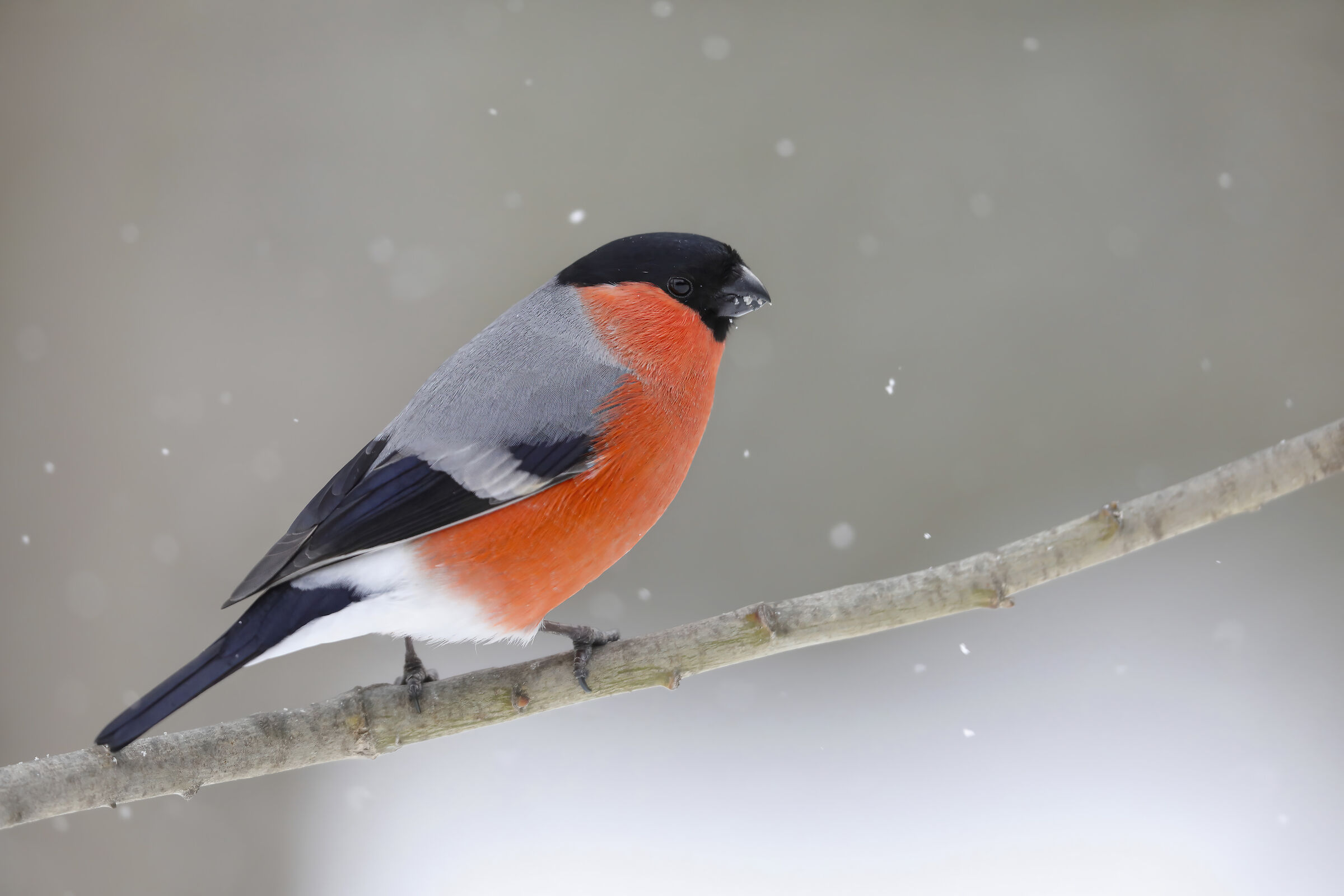 il ciuffolotto e la nevicata