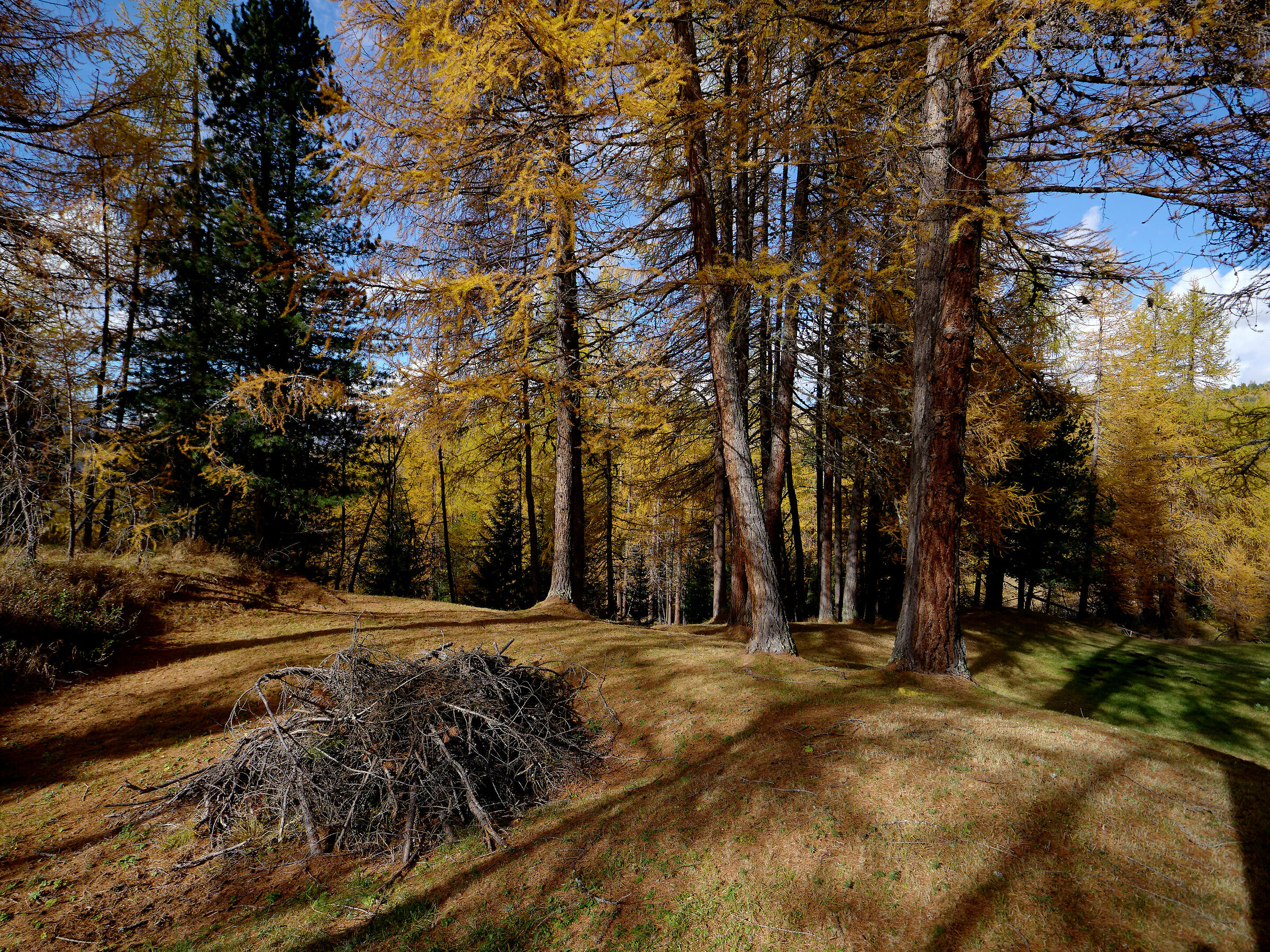 Golden Autumn Day
