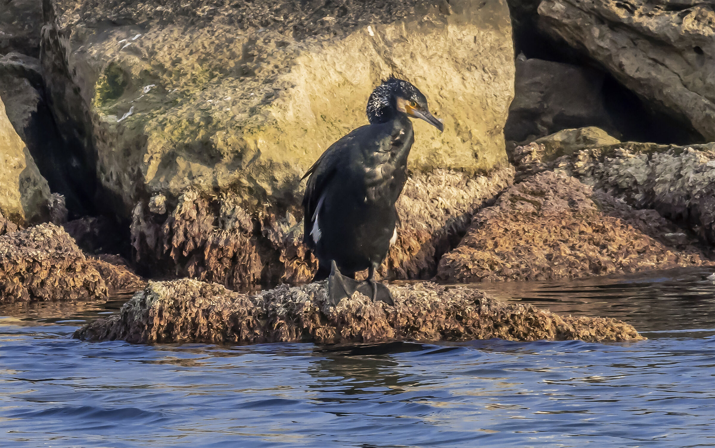 Cormorant Watching