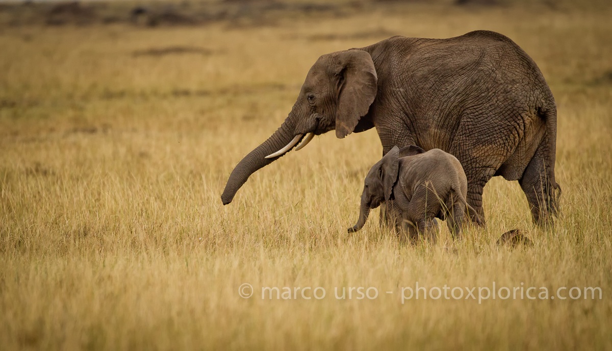 Elephants at the Mara