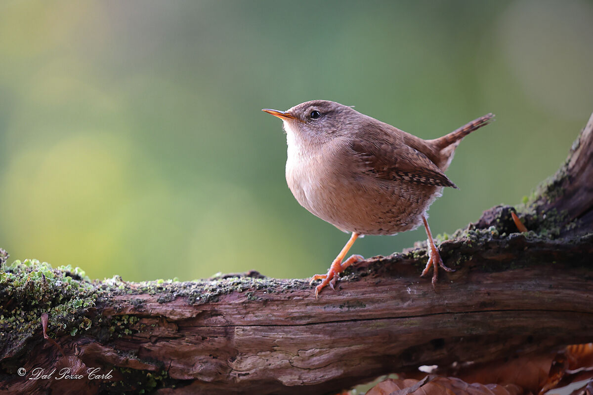 Wren