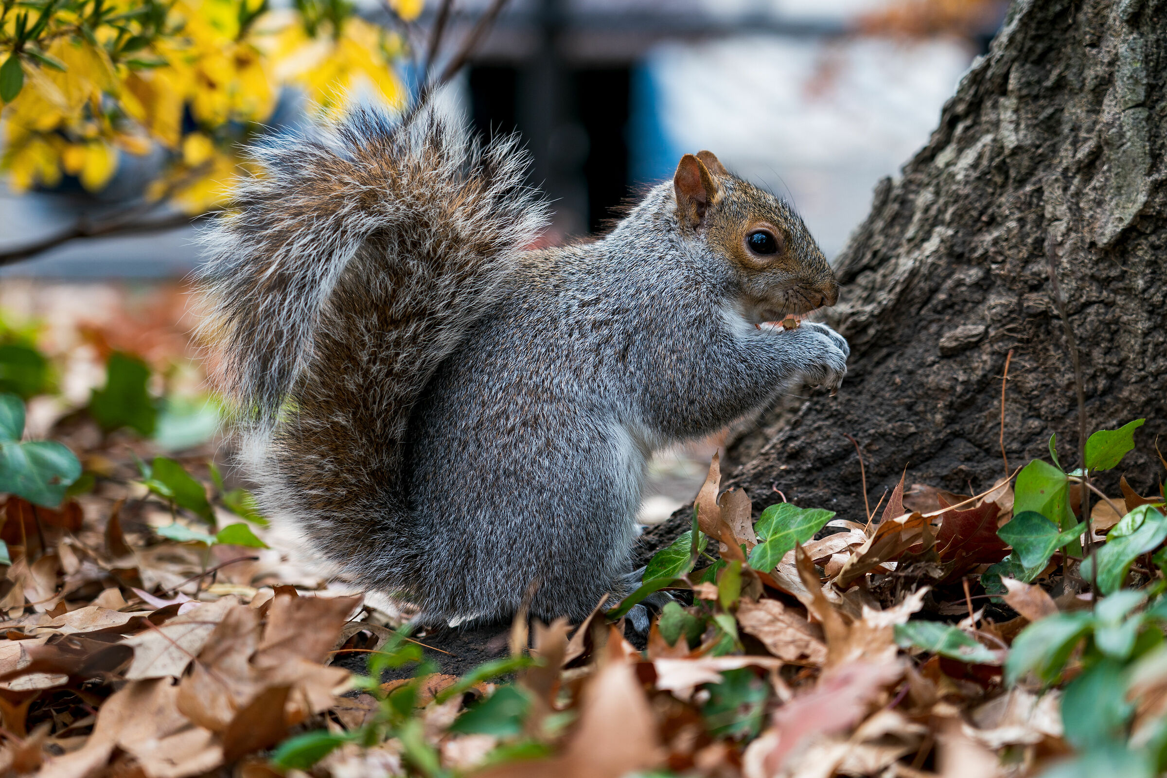 Little Squirrel around the City