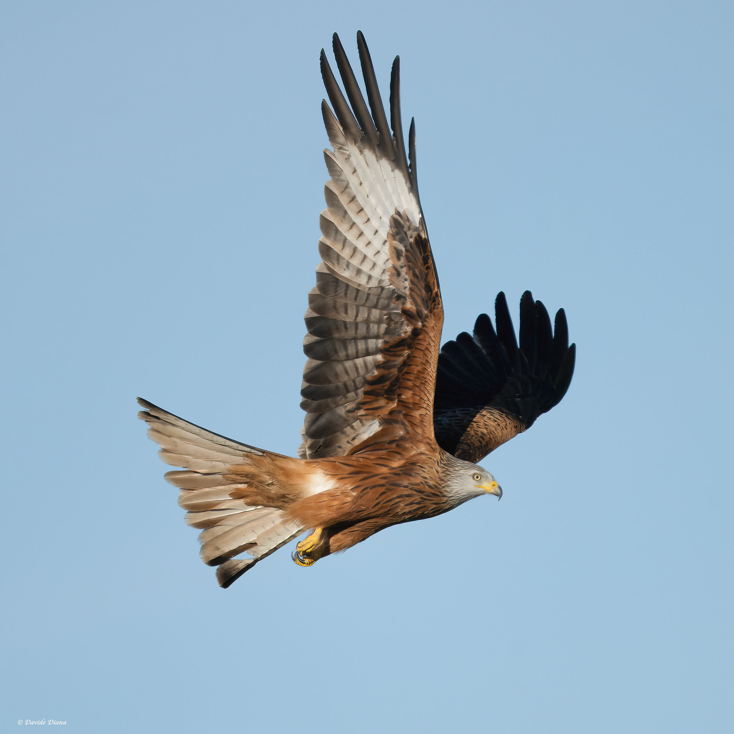 Red kite