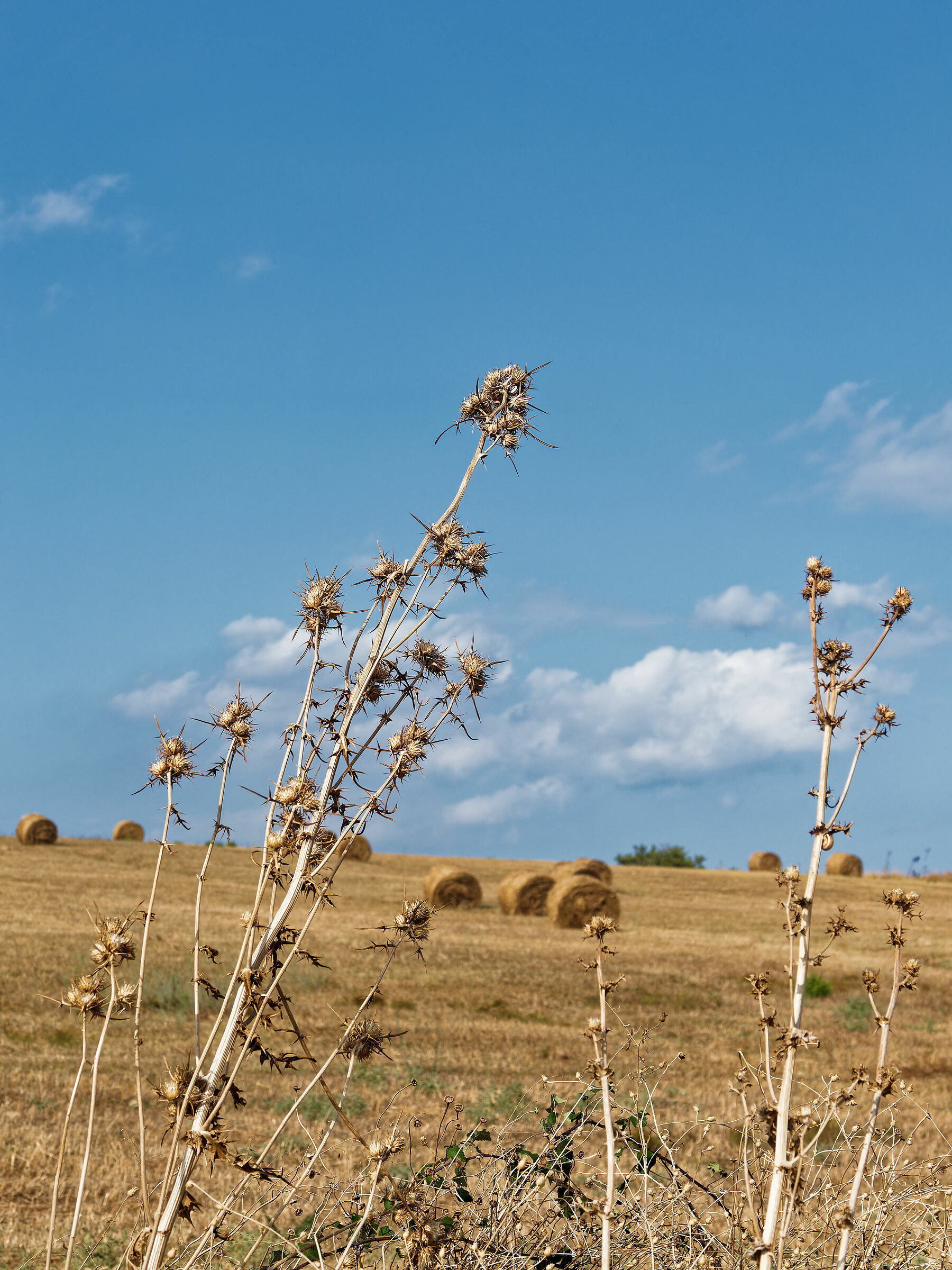 Glimpse of the countryside