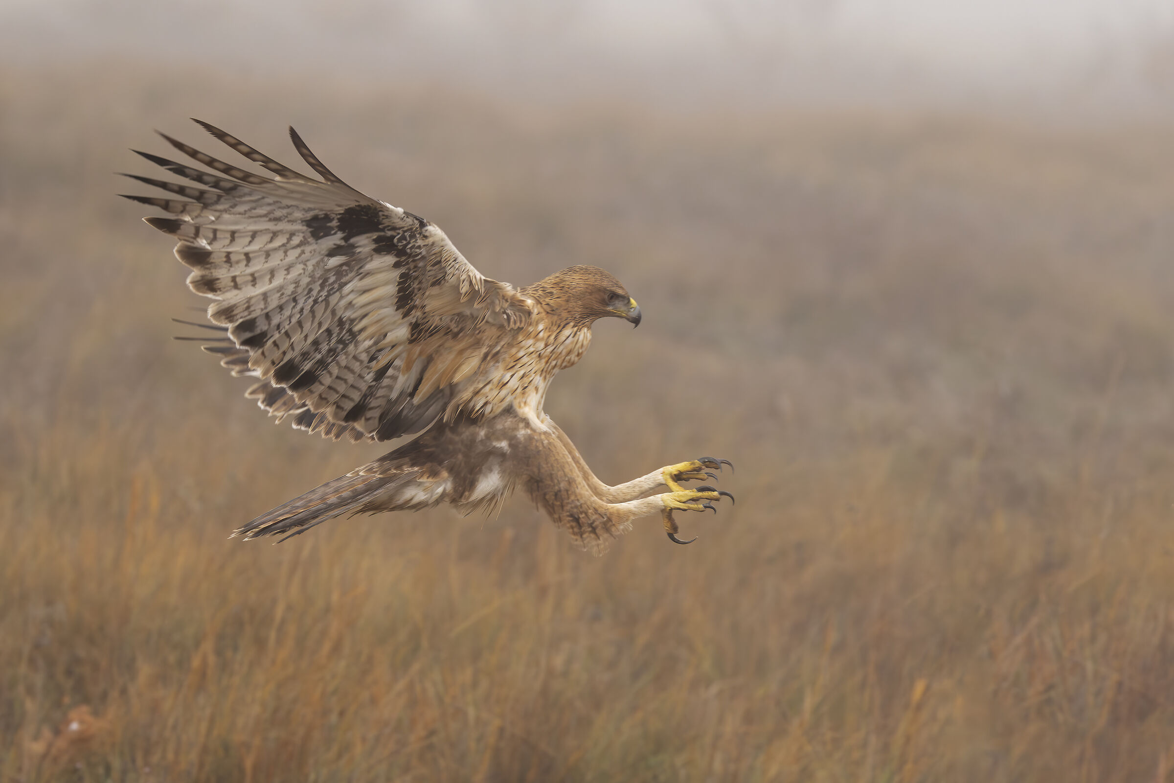 La Bonelli nella nebbia