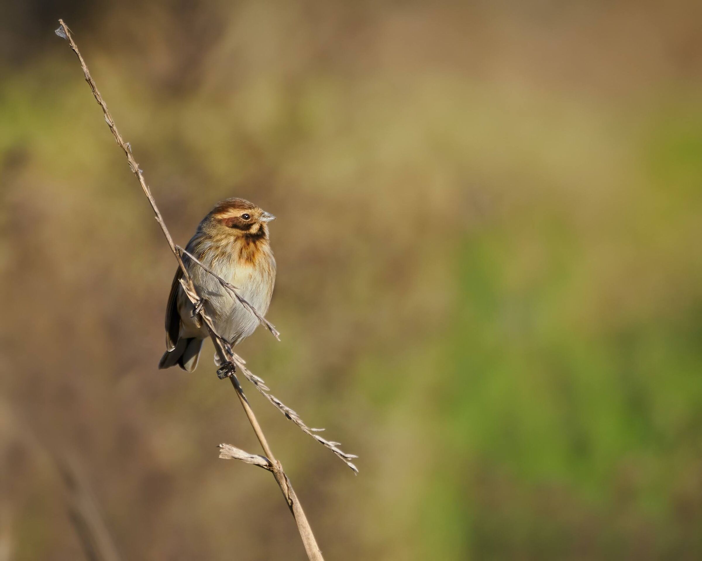 Marsh Migliarino (f)