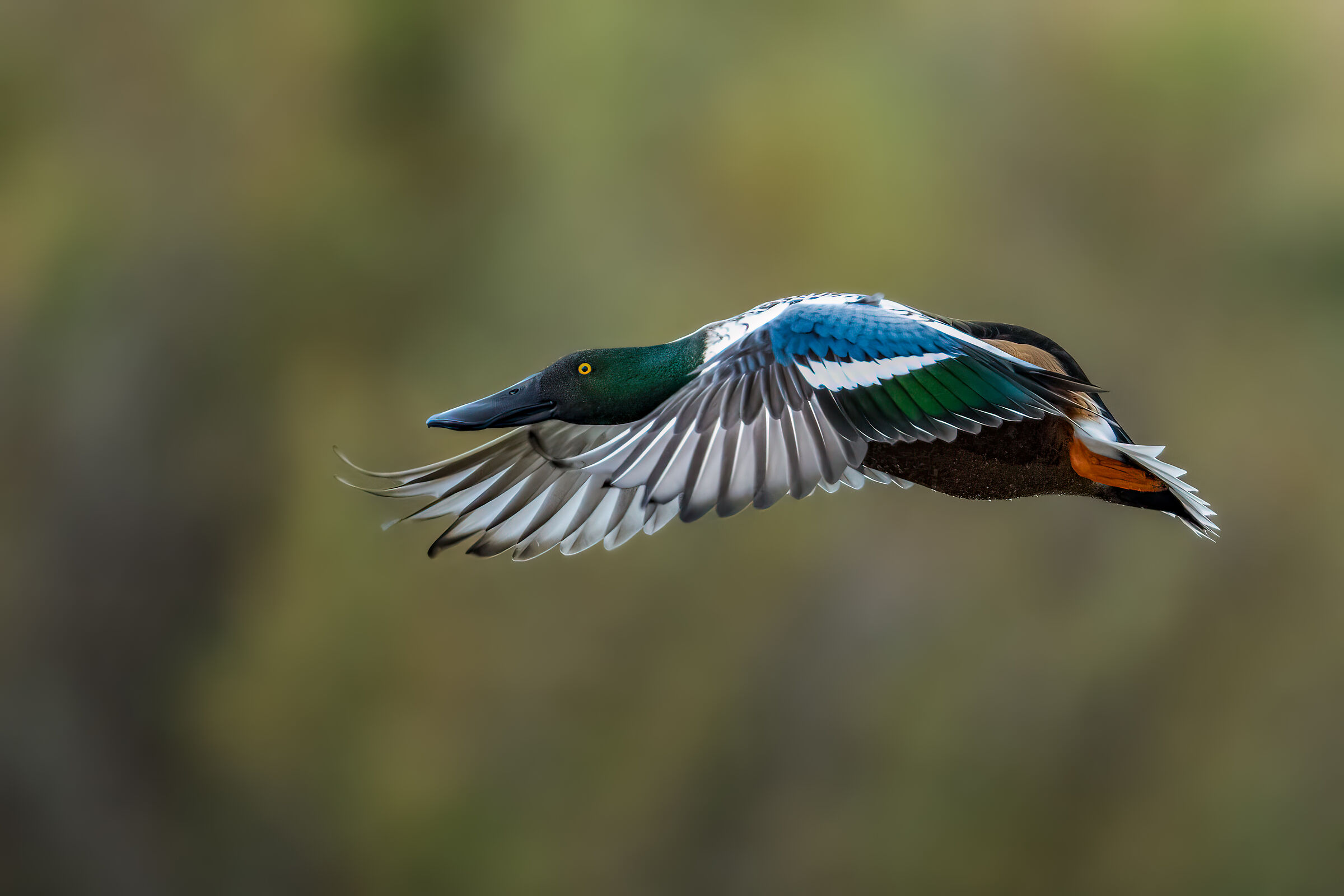 Mestolone (Anas clypeata)