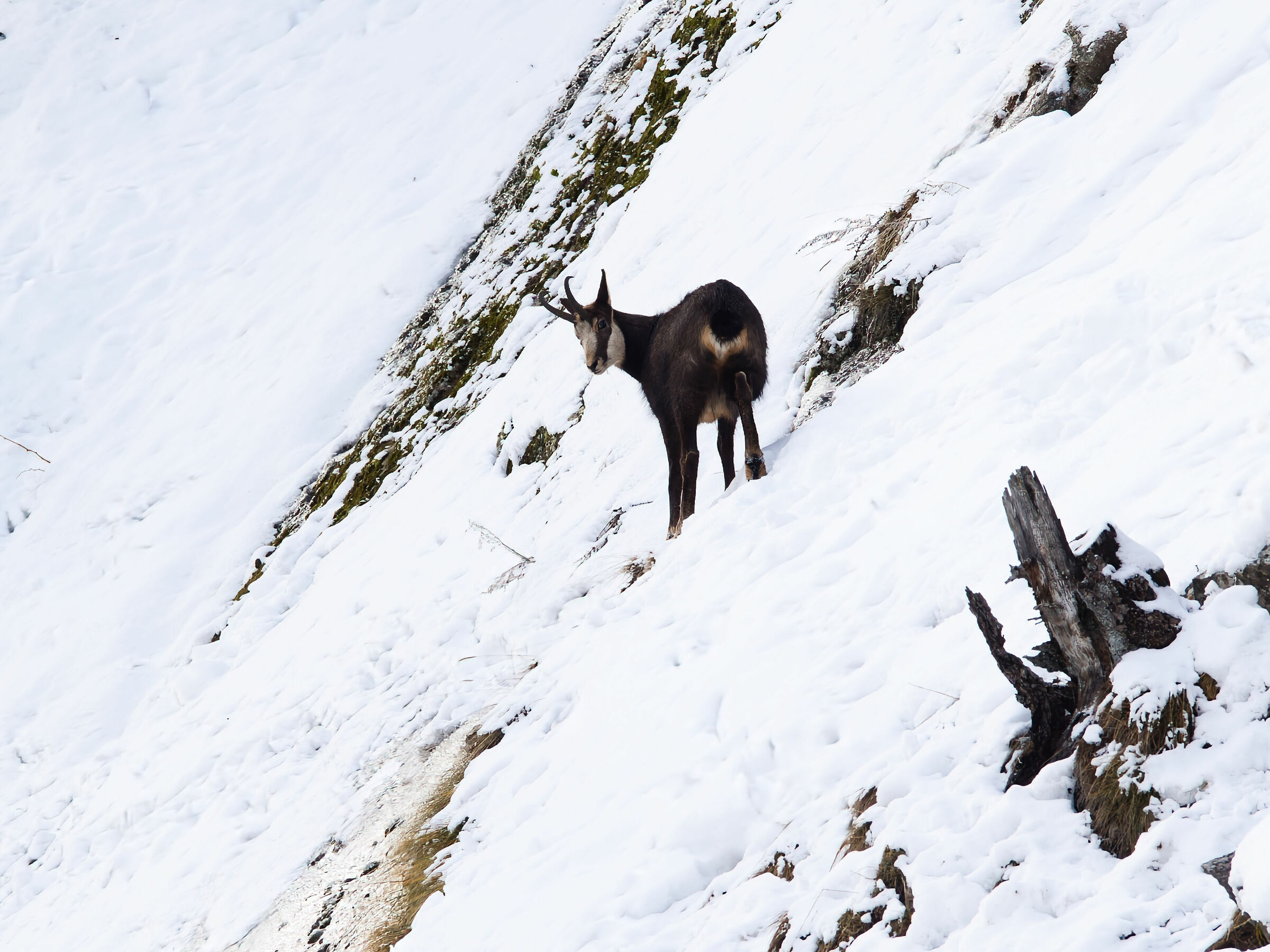 Camoscio in Valnontey