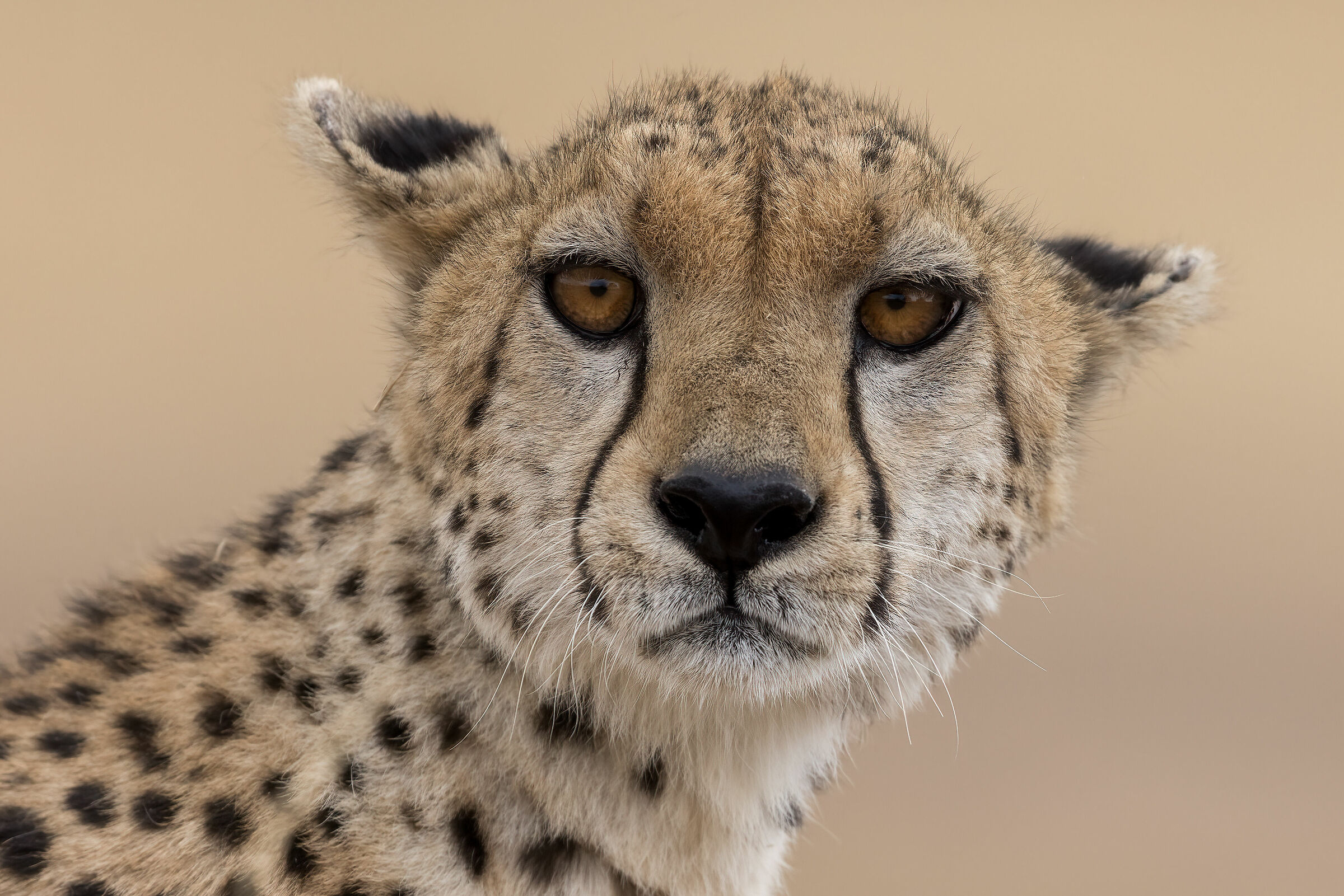 Cheetah, Masai Mara Game Reserve