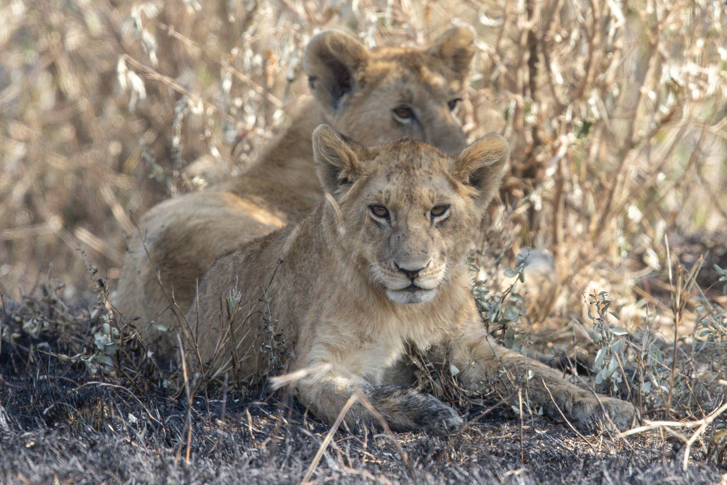 Lion Cubs, Masai Mara Game Reserve