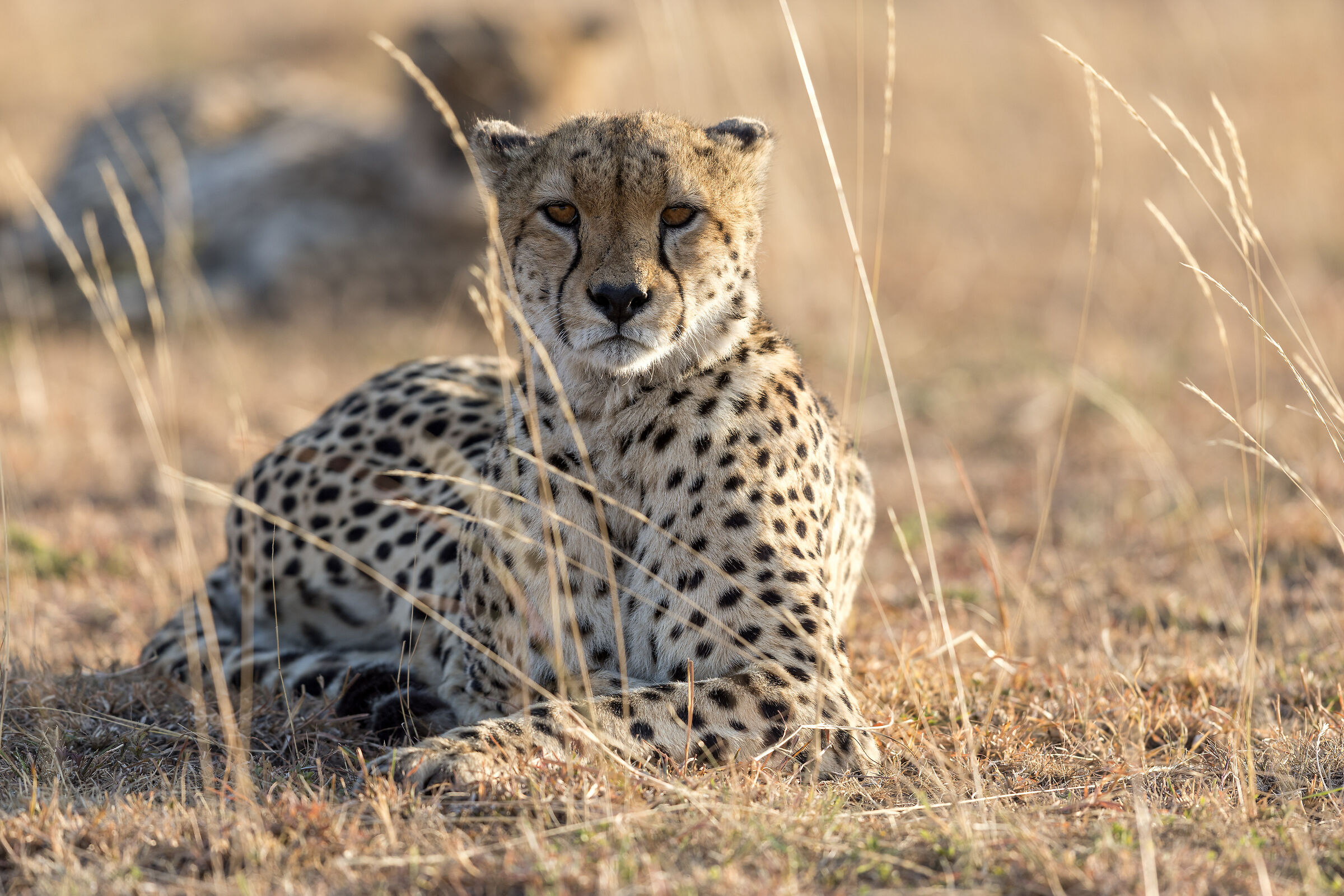 Cheetah, Masai Mara Game Reserve