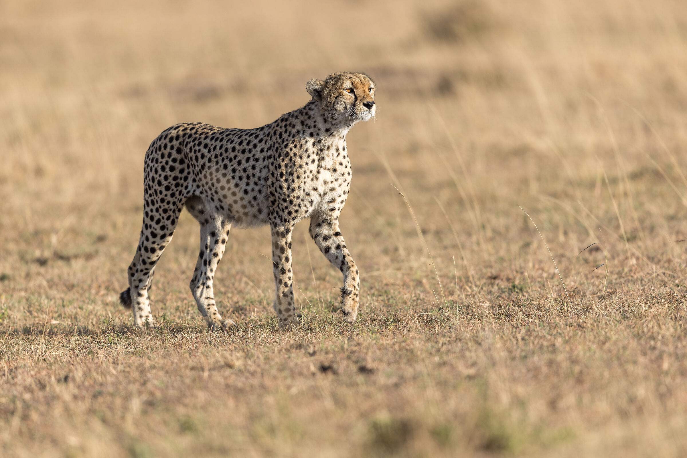 Cheetah, Masai Mara Game Reserve