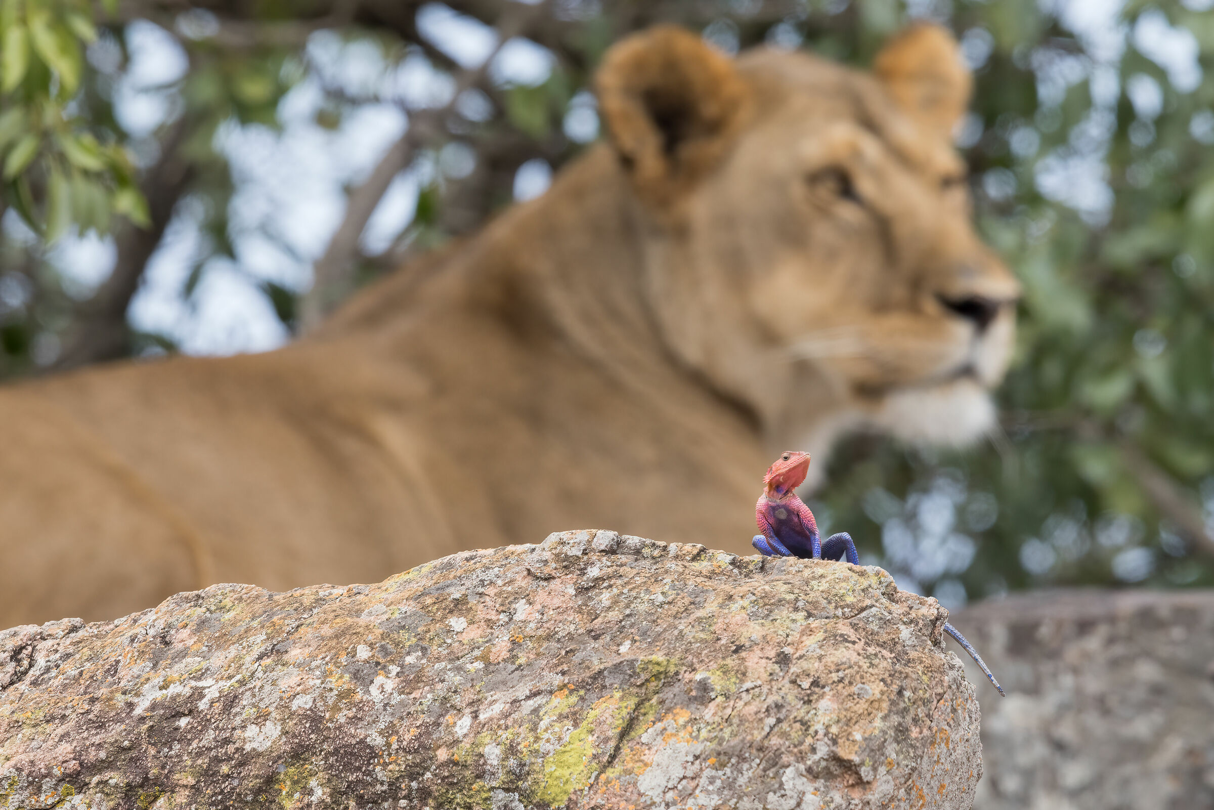 Lioness with Agama, Cheetah, Masai Mara Game Reserve