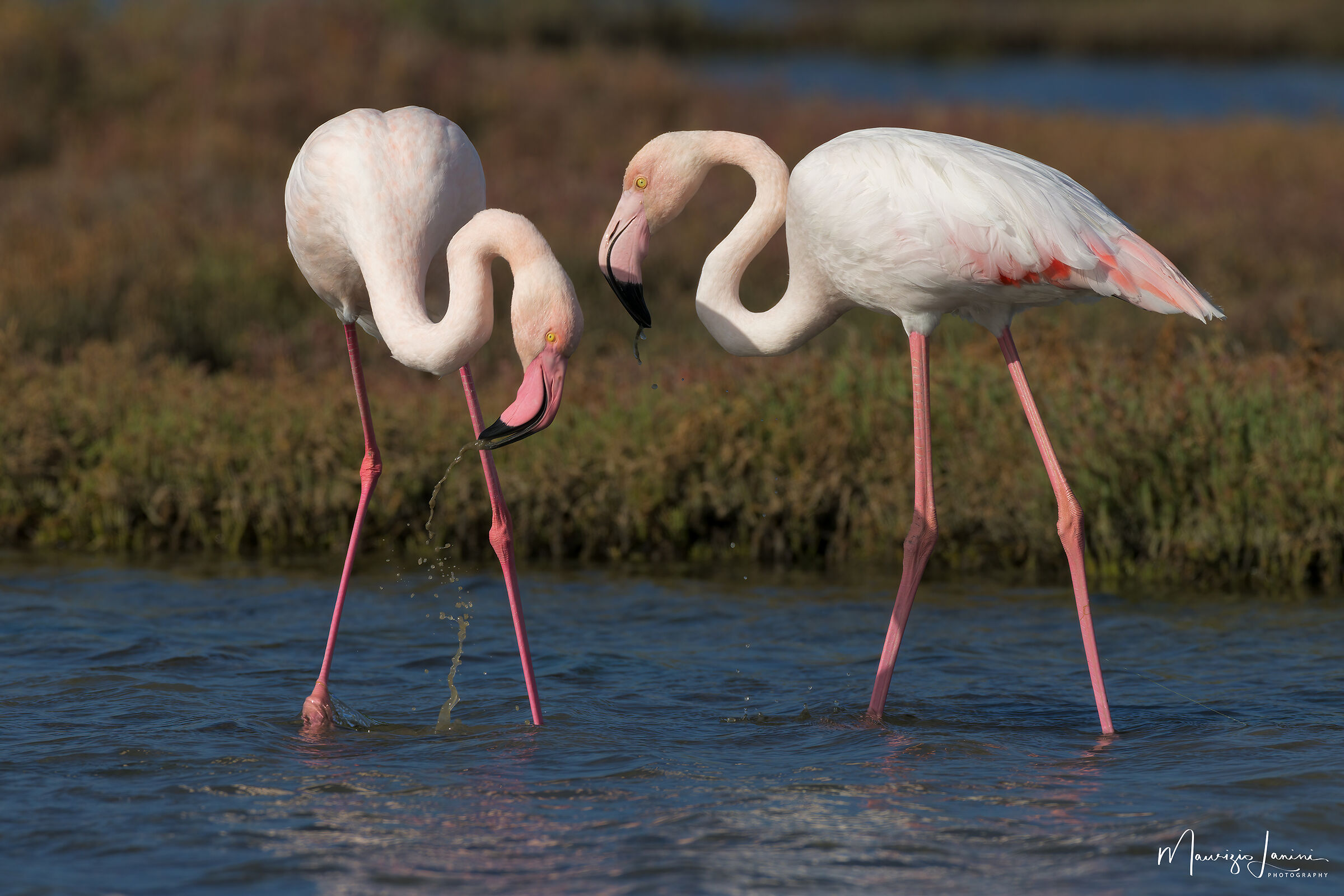 Fenicotteri
