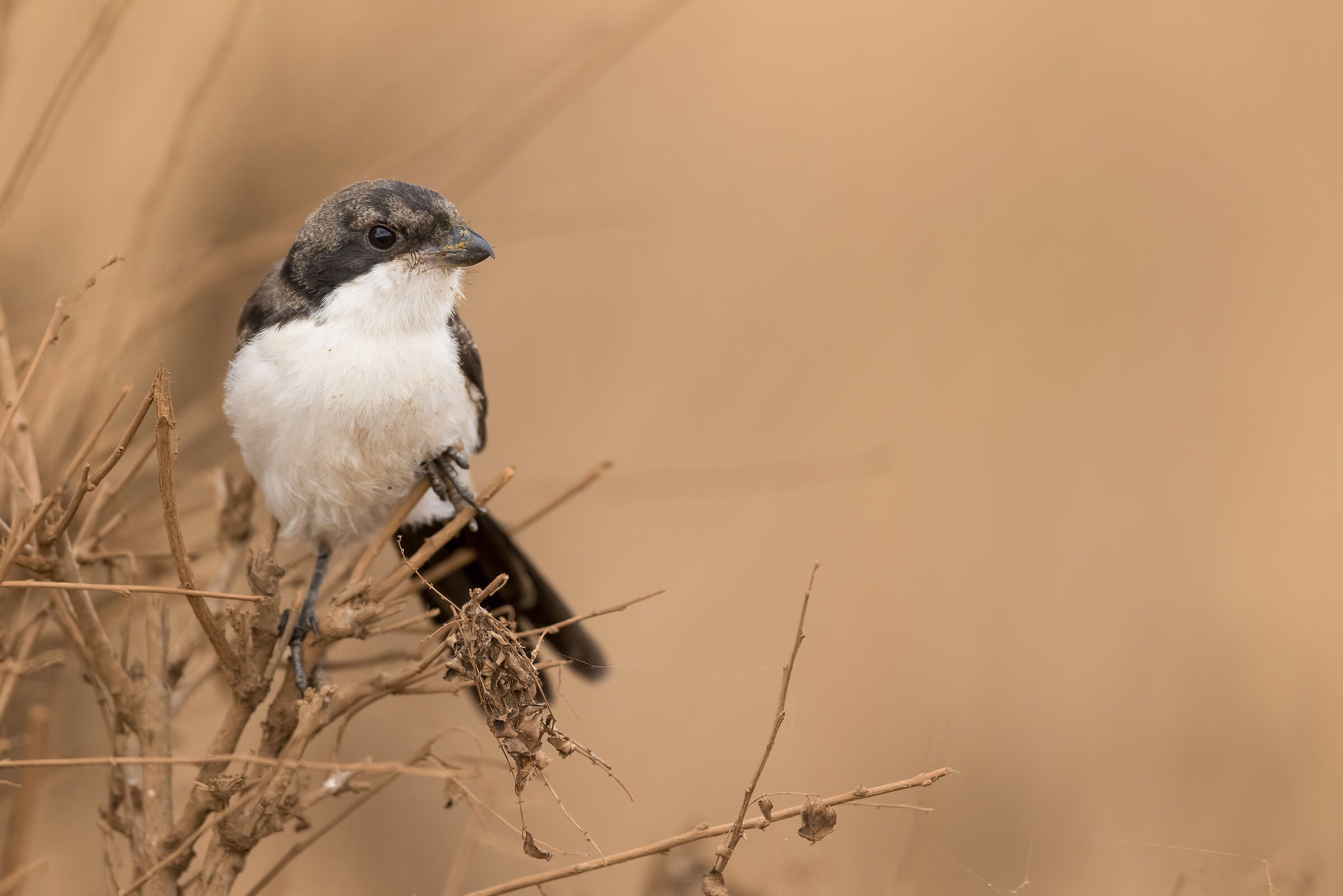 Shrike, Masai Mara Game Reserve
