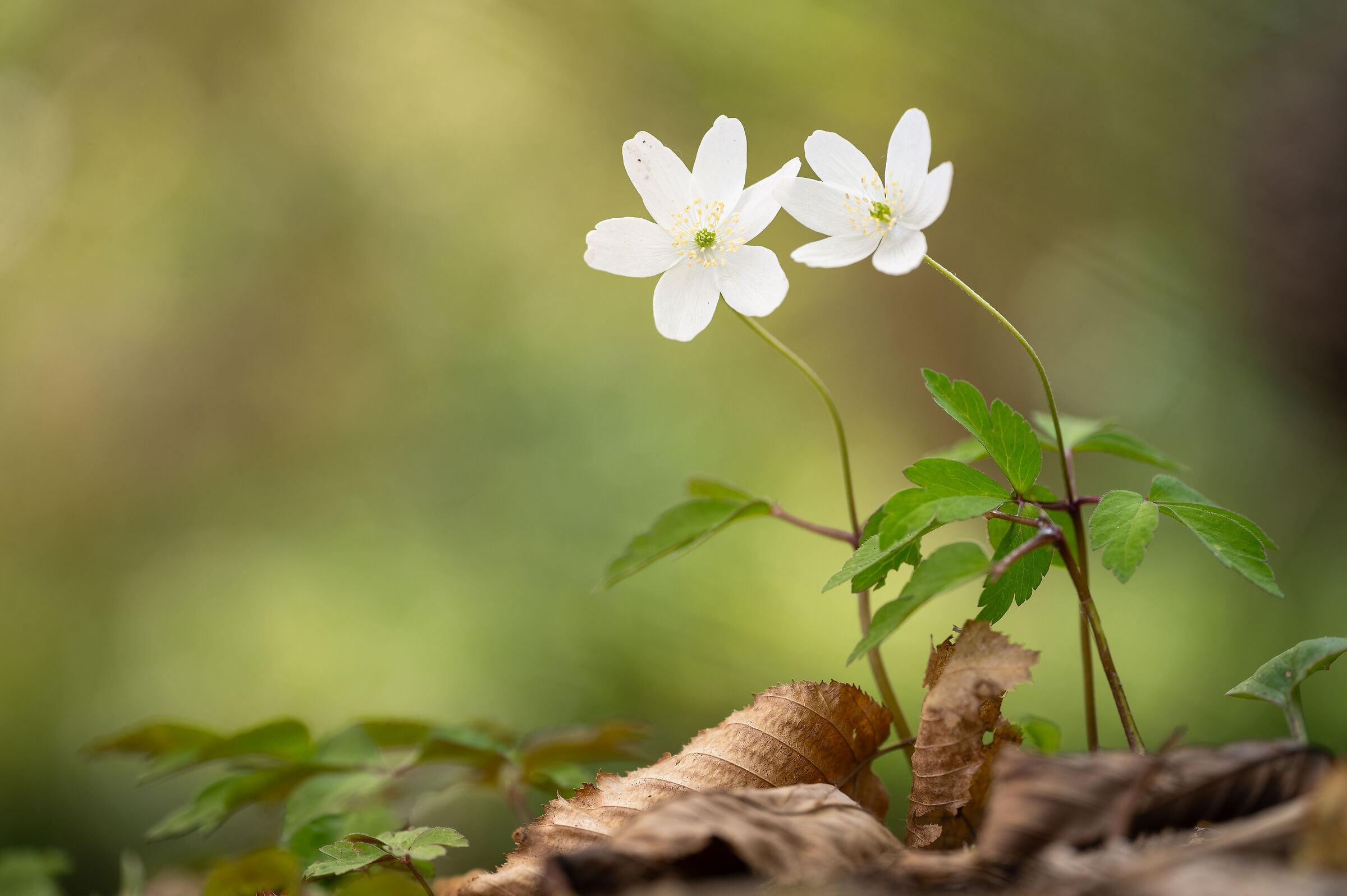 Si parla e si cammina