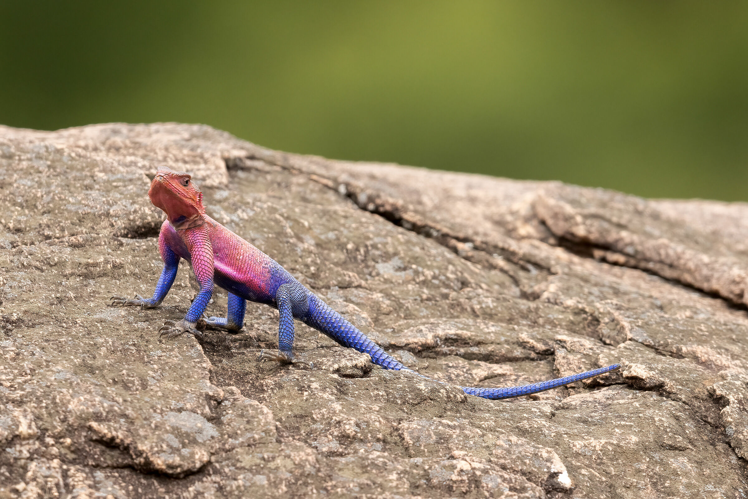 Agama, Masai Mara Game Reserve