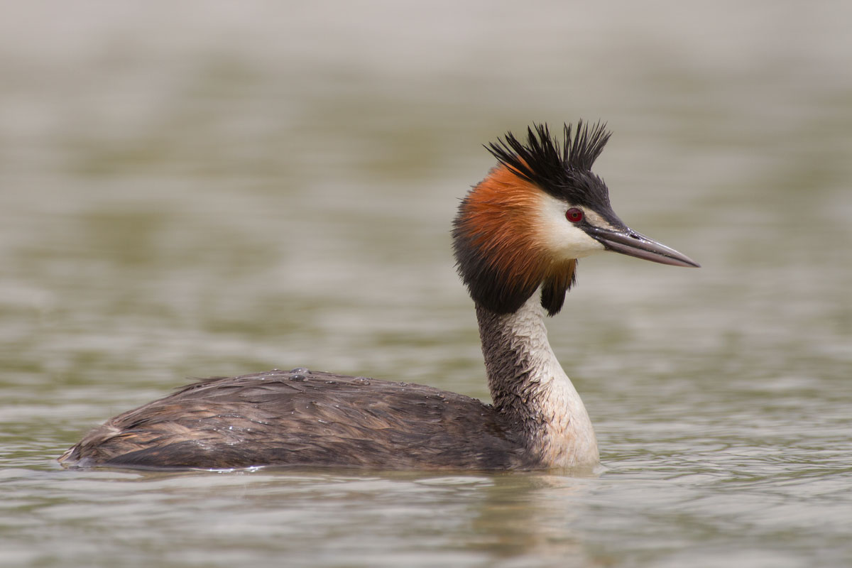 Great Crested Grebe