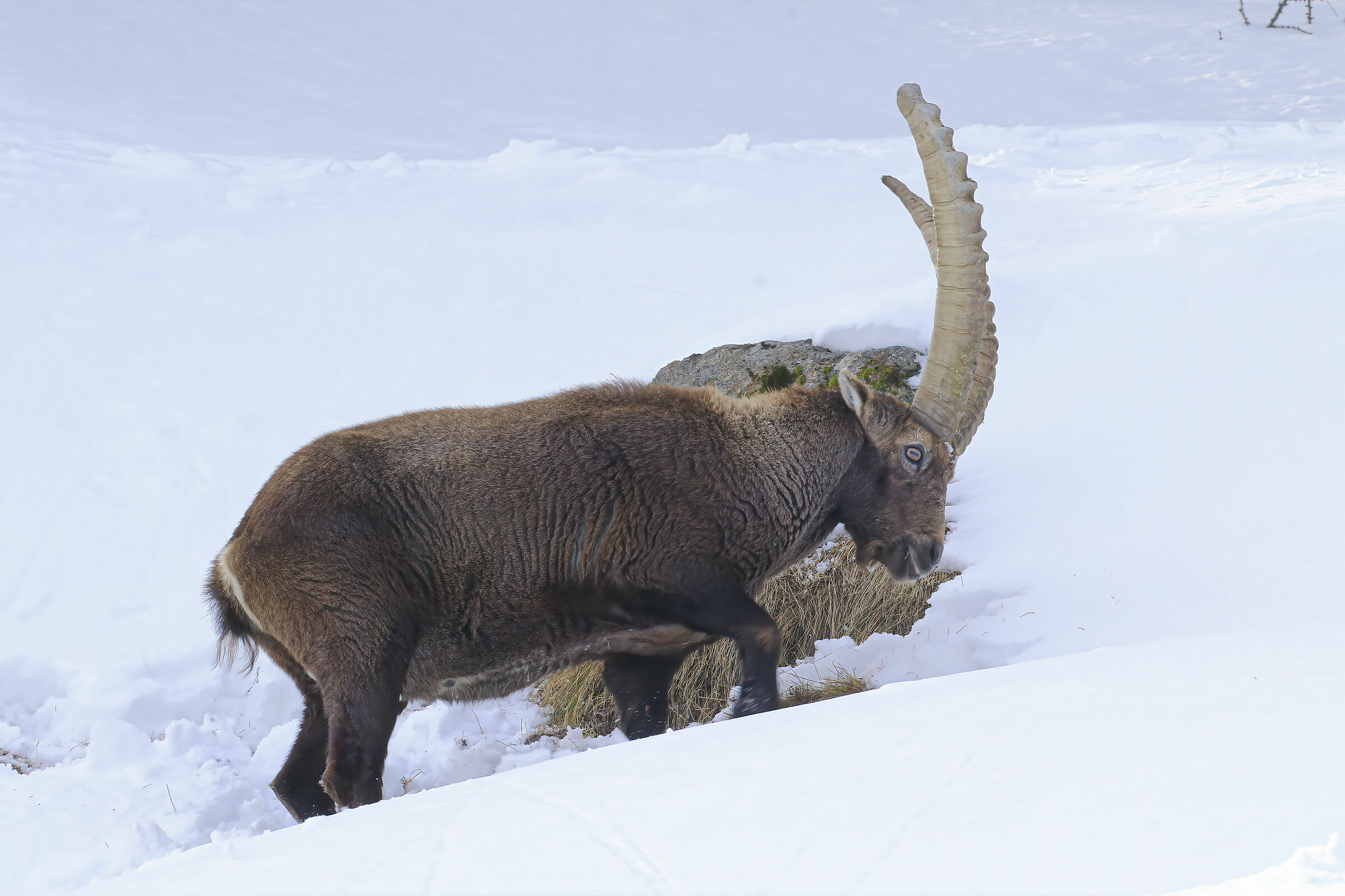 la neve e lo stambecco