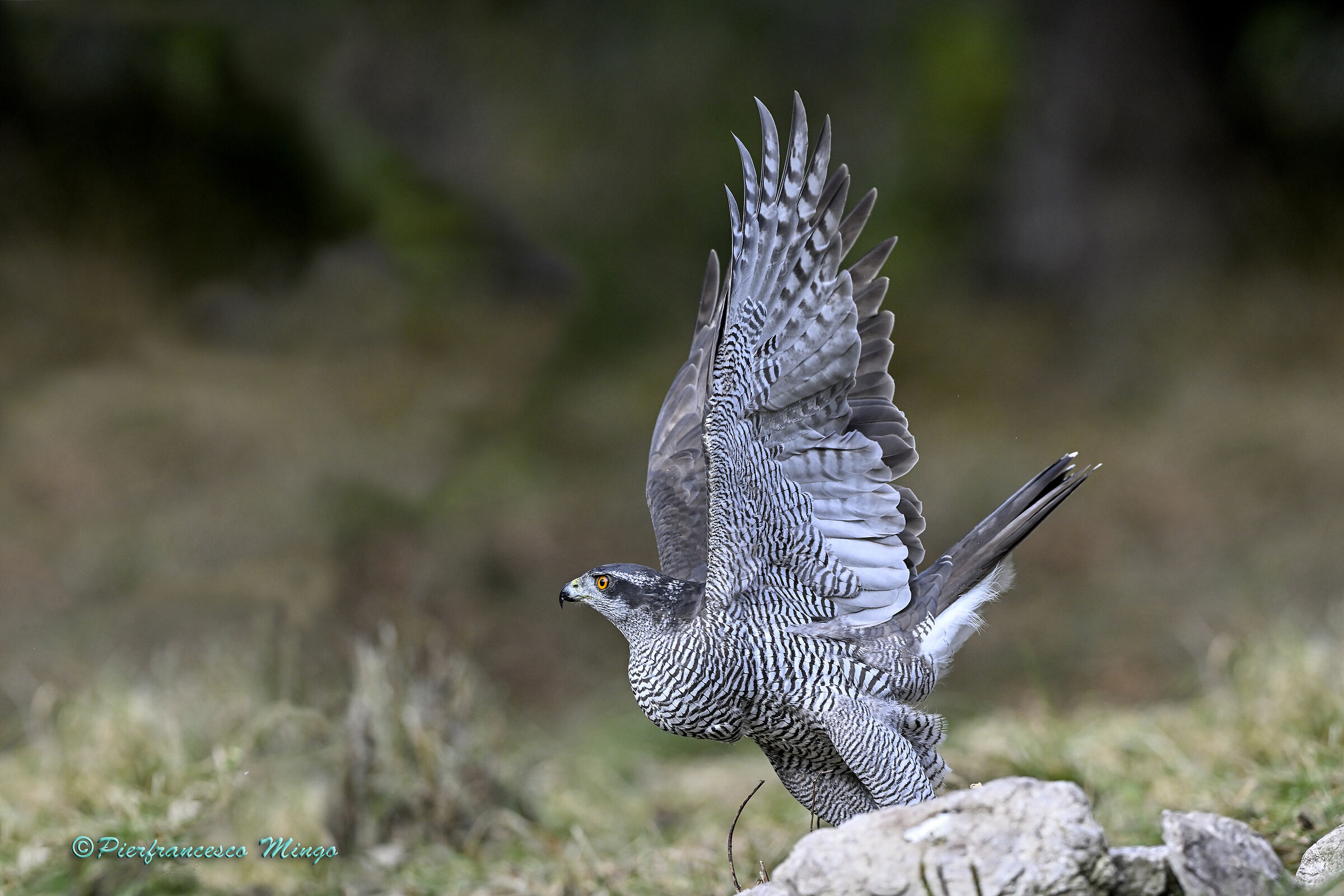GOSHAWK TAKING OFF