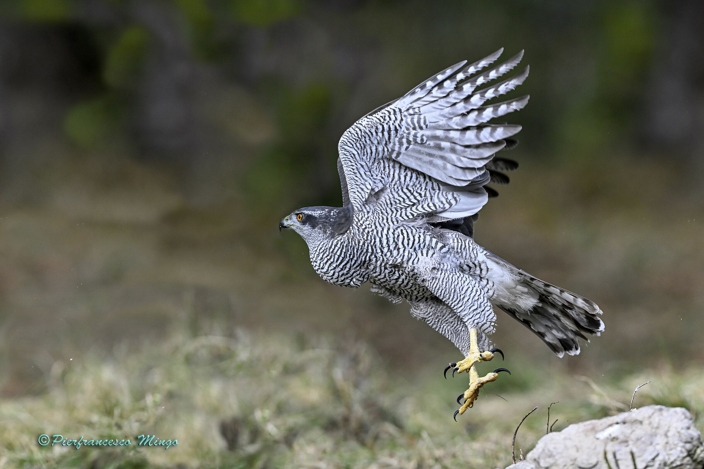 GOSHAWK TAKING OFF