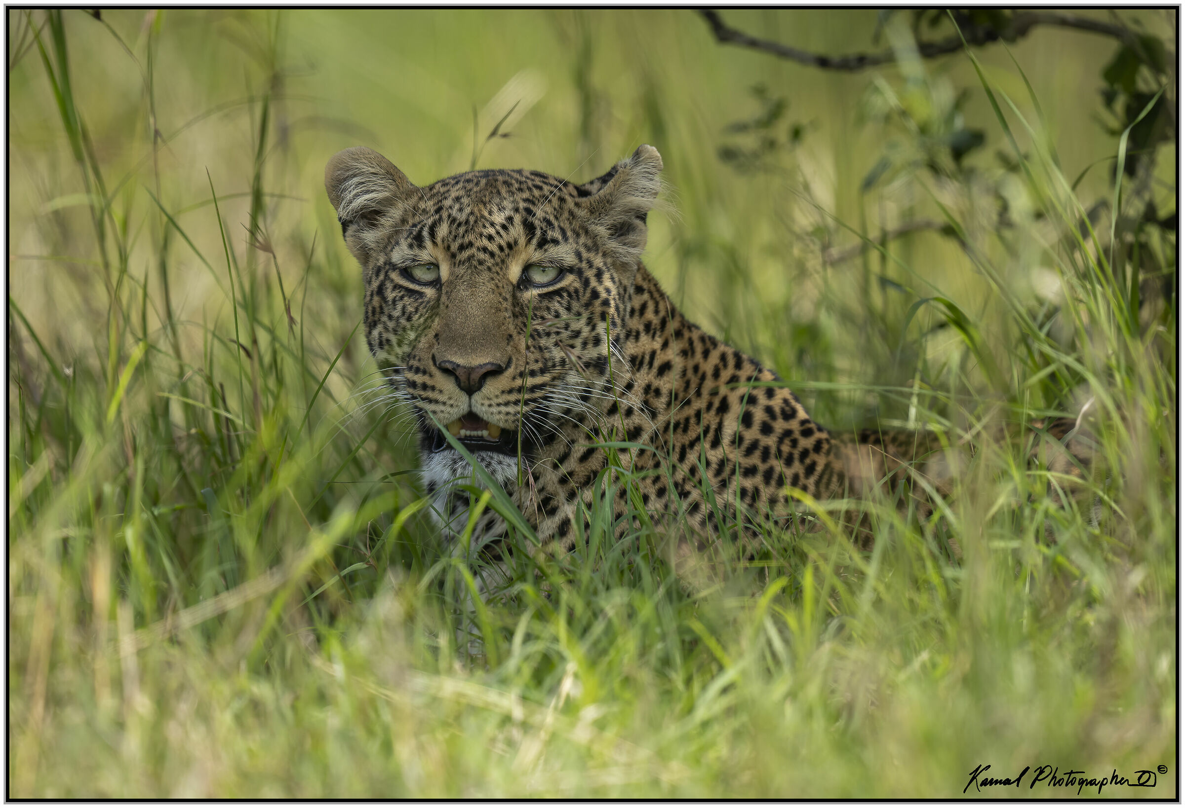 Leopard (Panthera pardus)