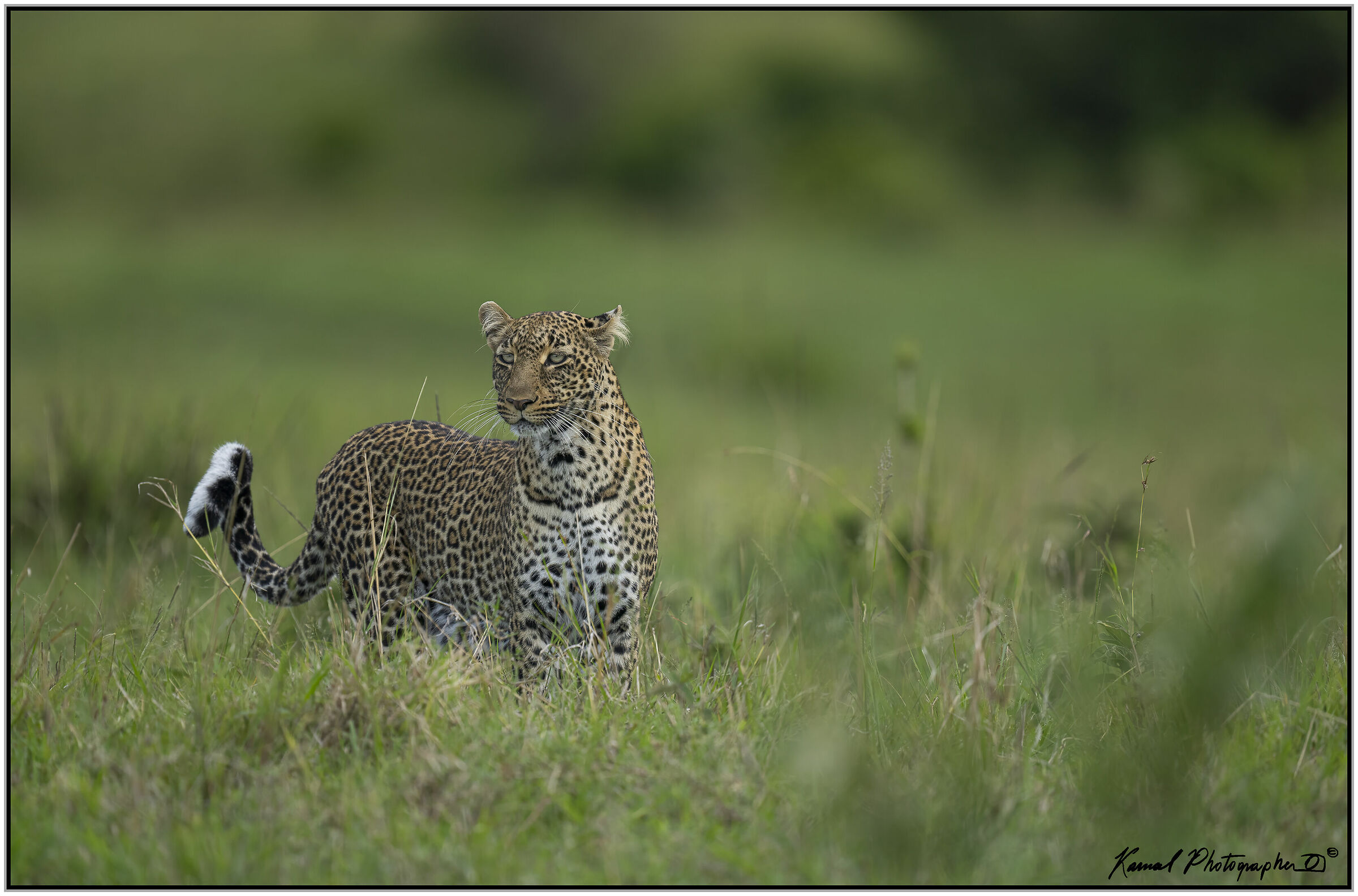 Leopard (Panthera pardus)
