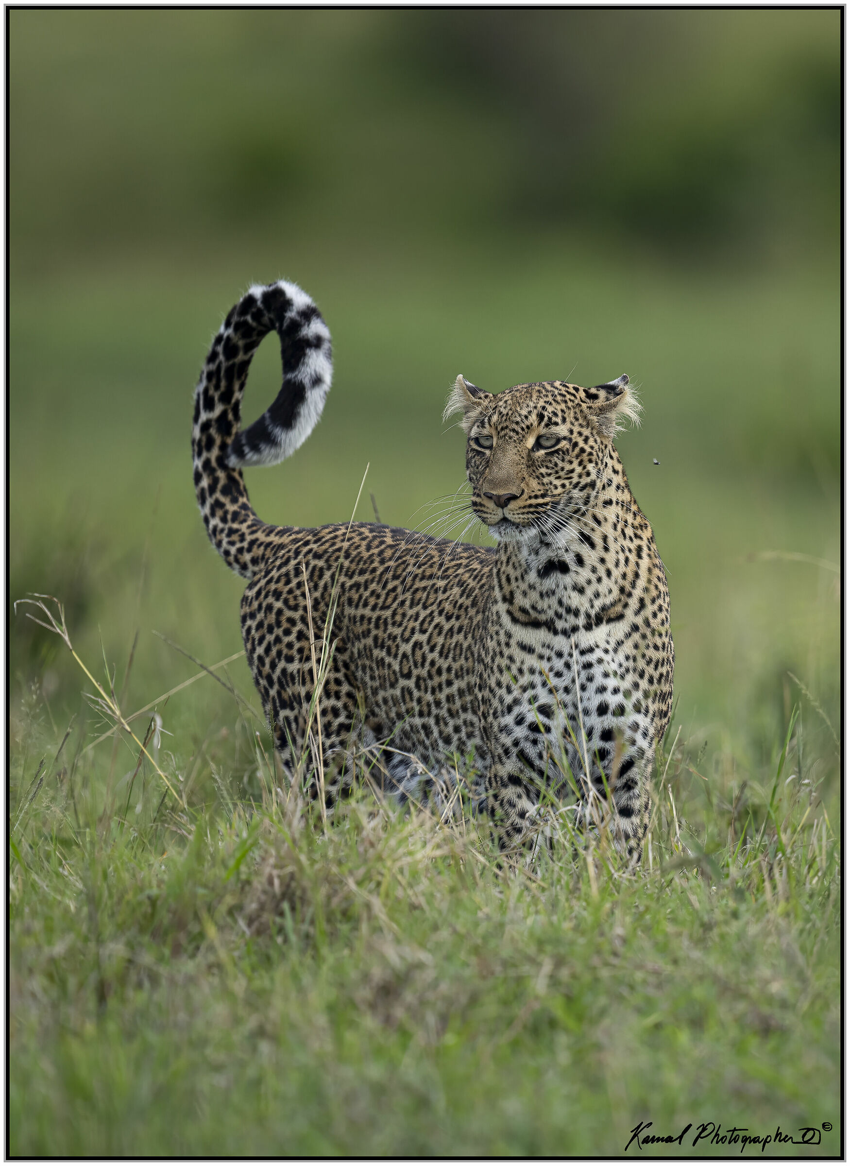 Leopardo(Panthera pardus)