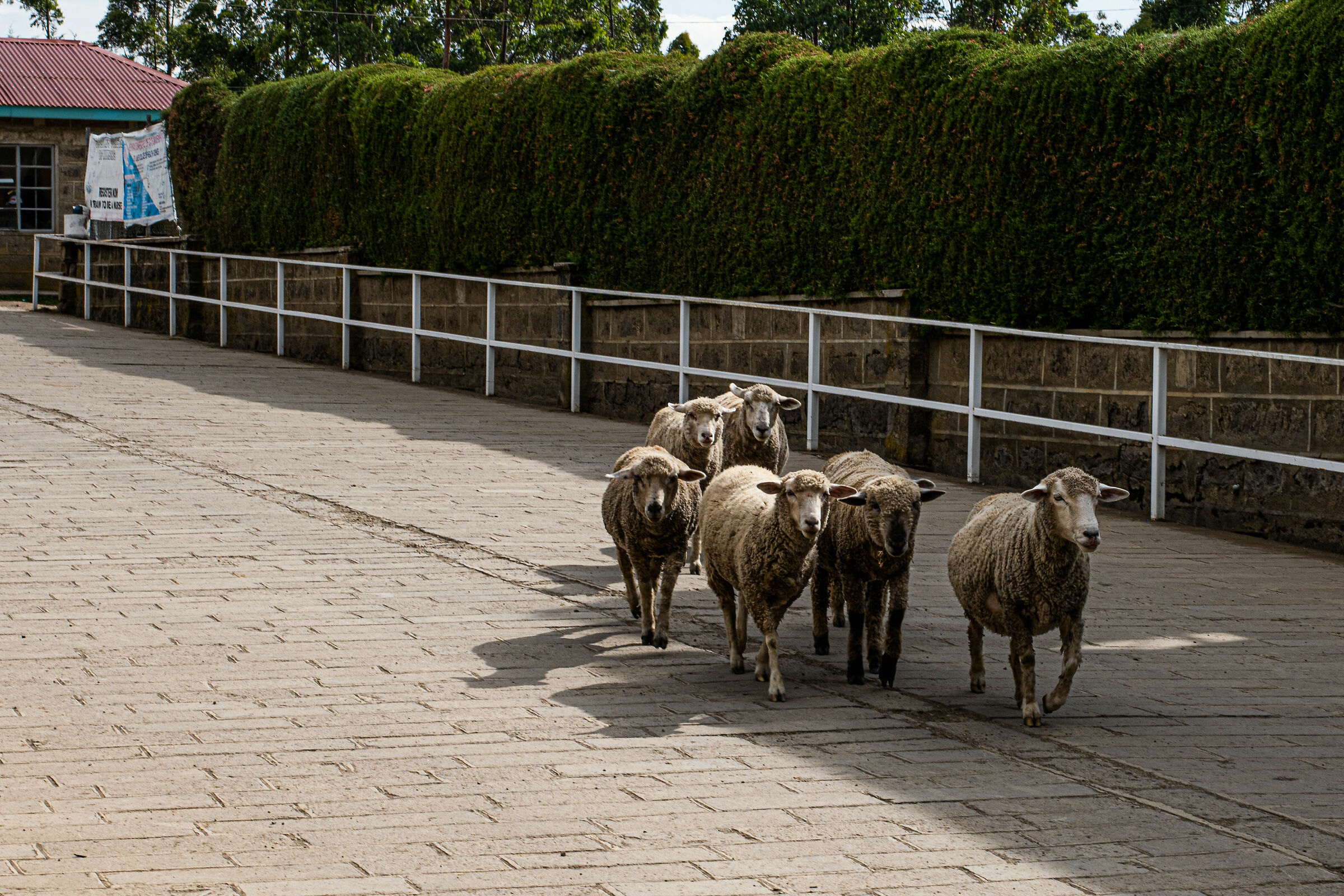 Always unruly sheep!