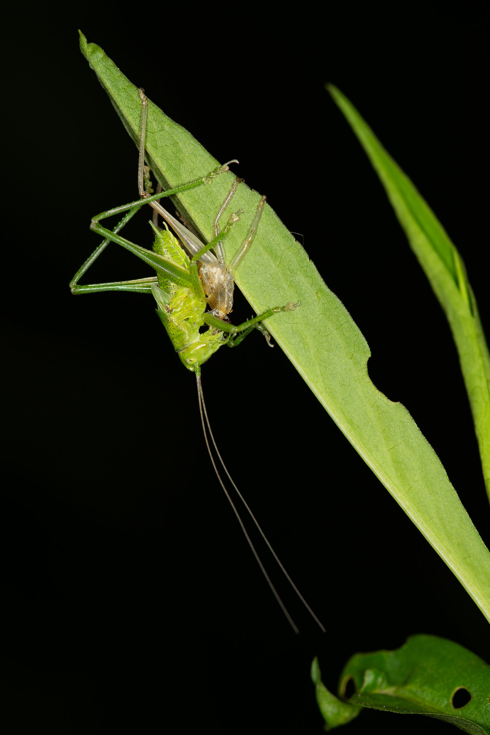 La muta della Tettigonia viridissima, 3