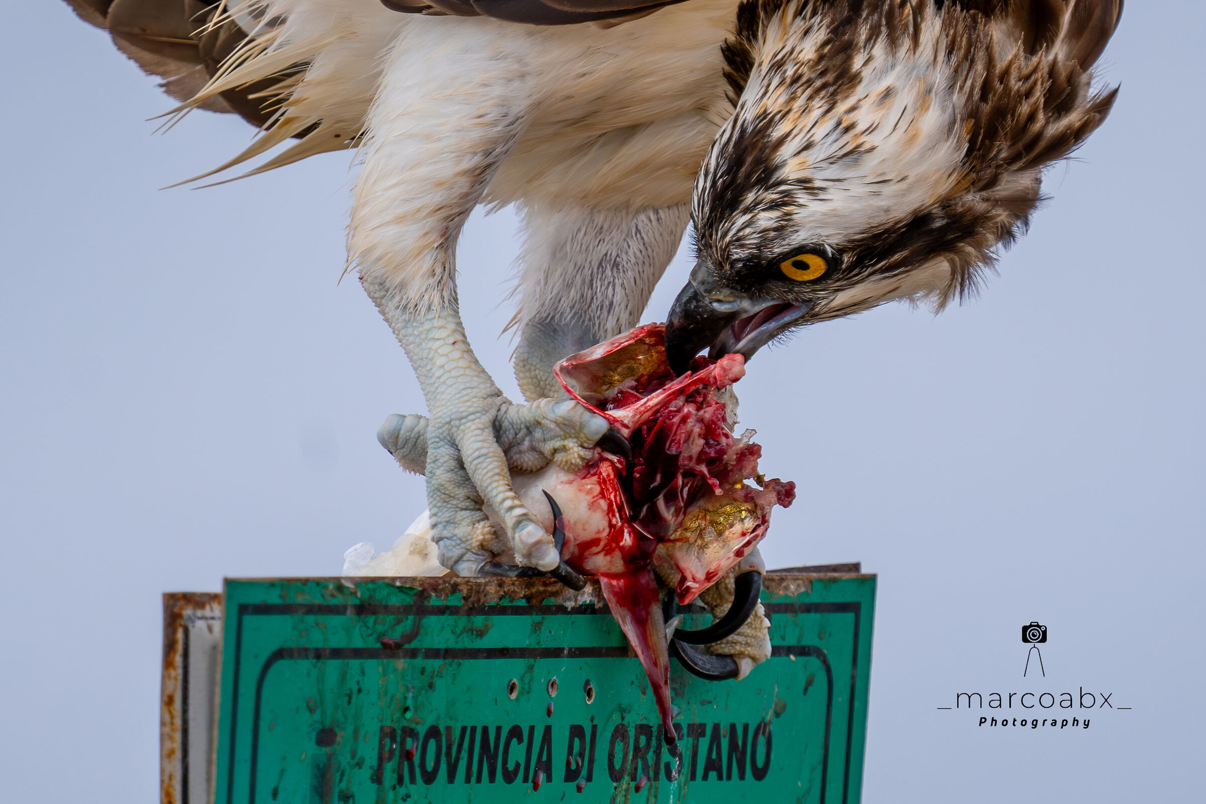 Falco pescatore