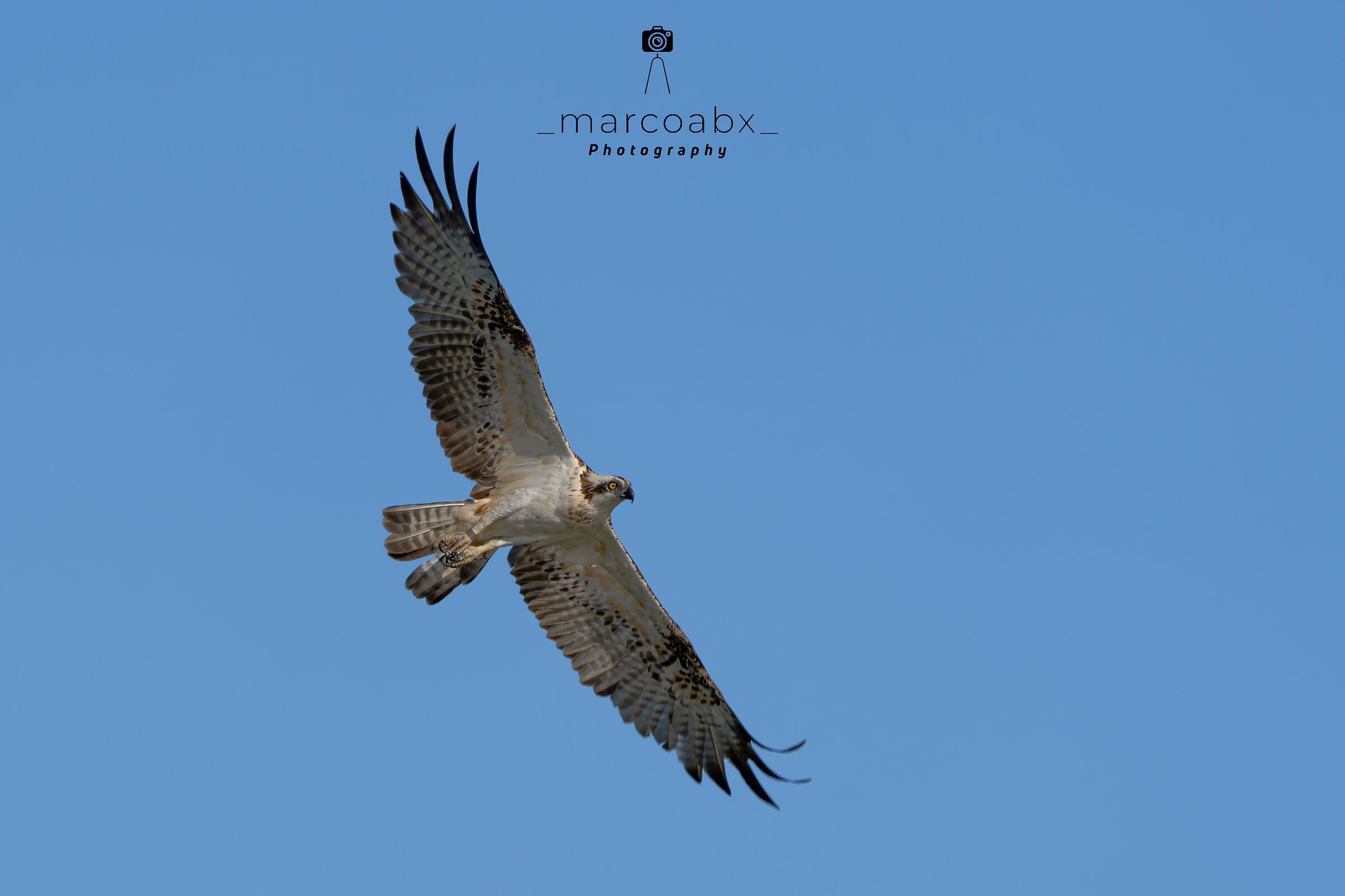 Falco pescatore
