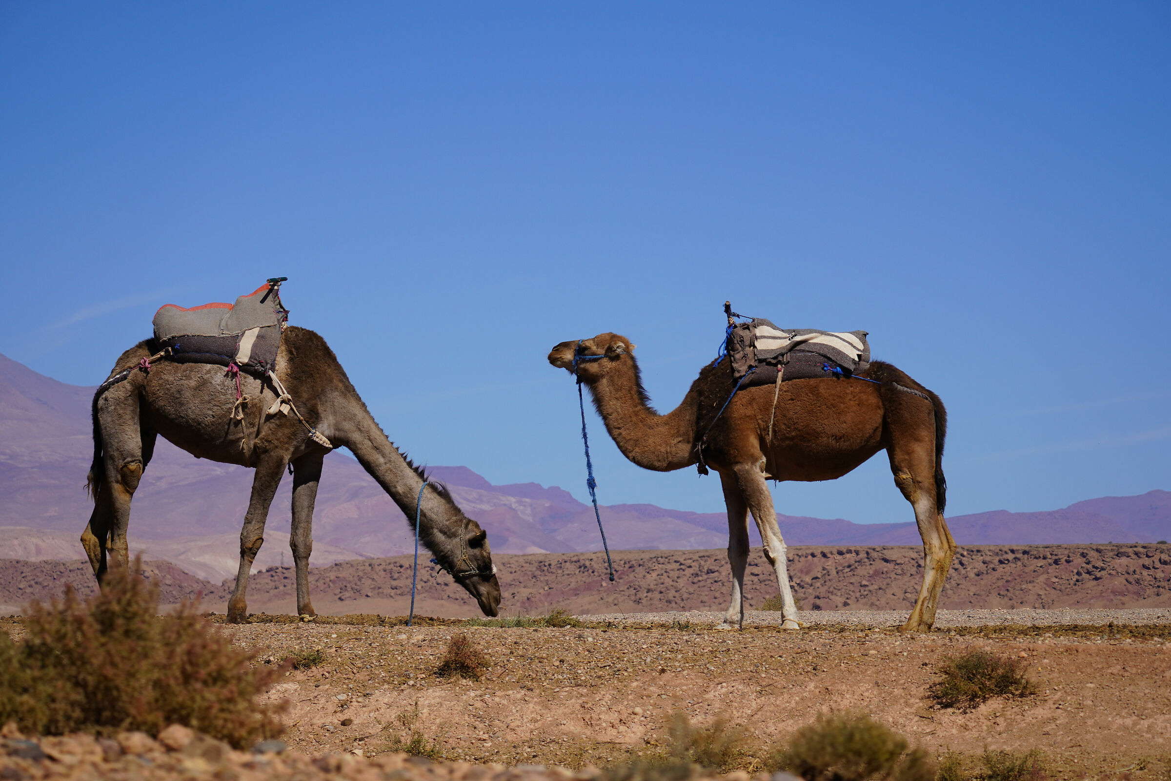 camels