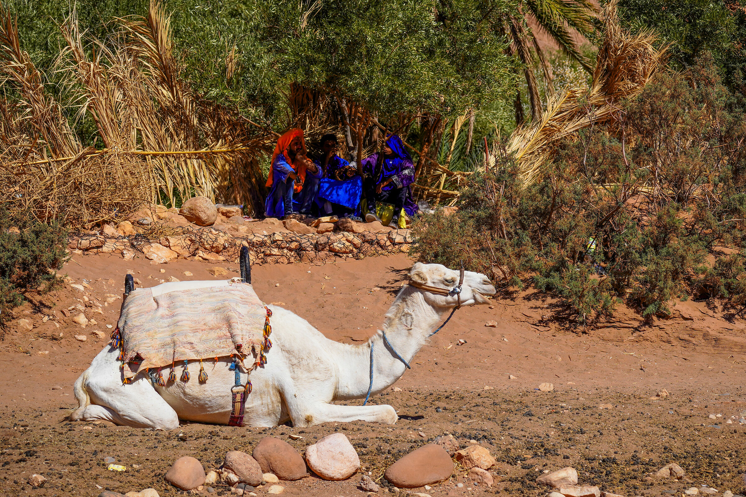 Berber