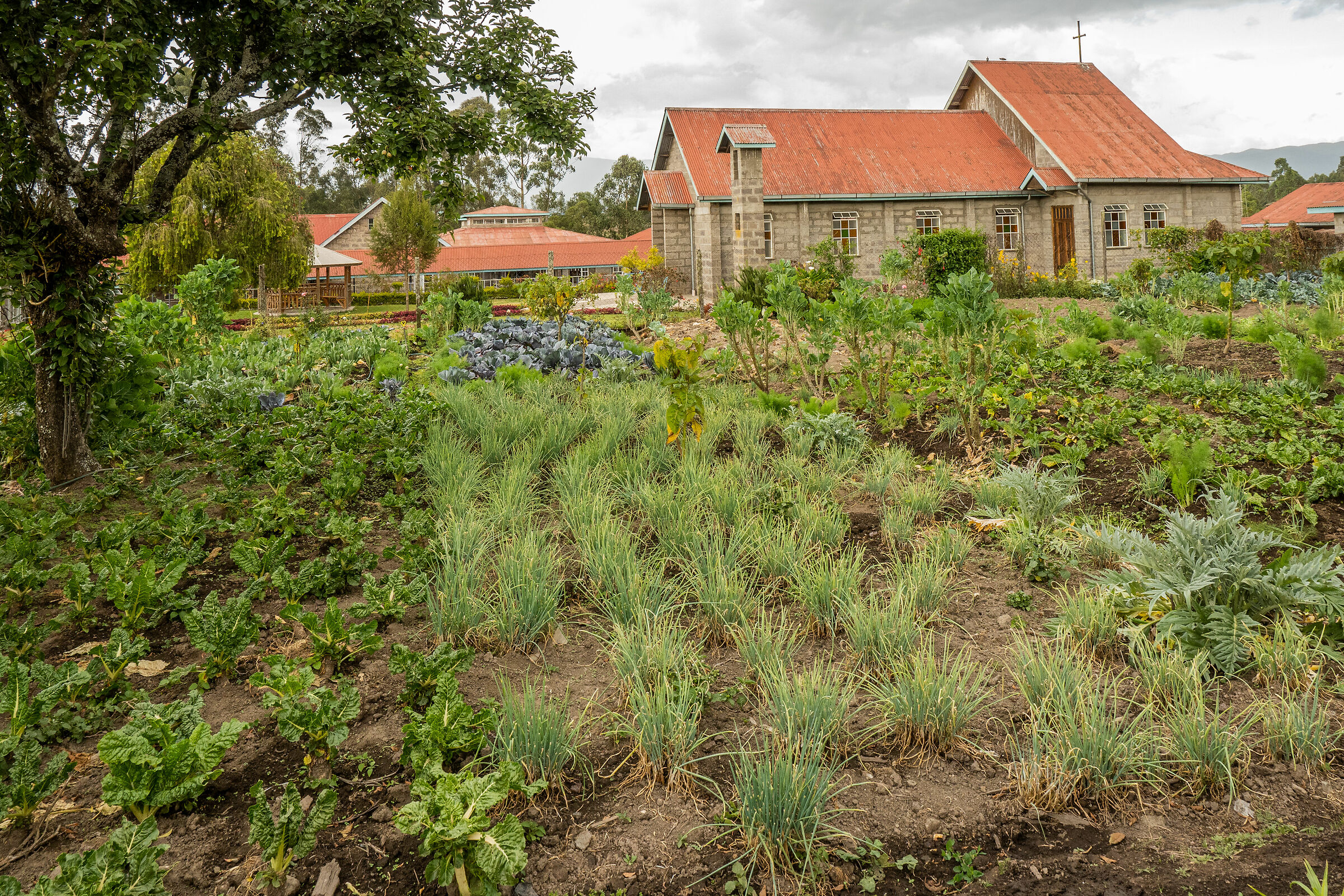 The vegetable garden