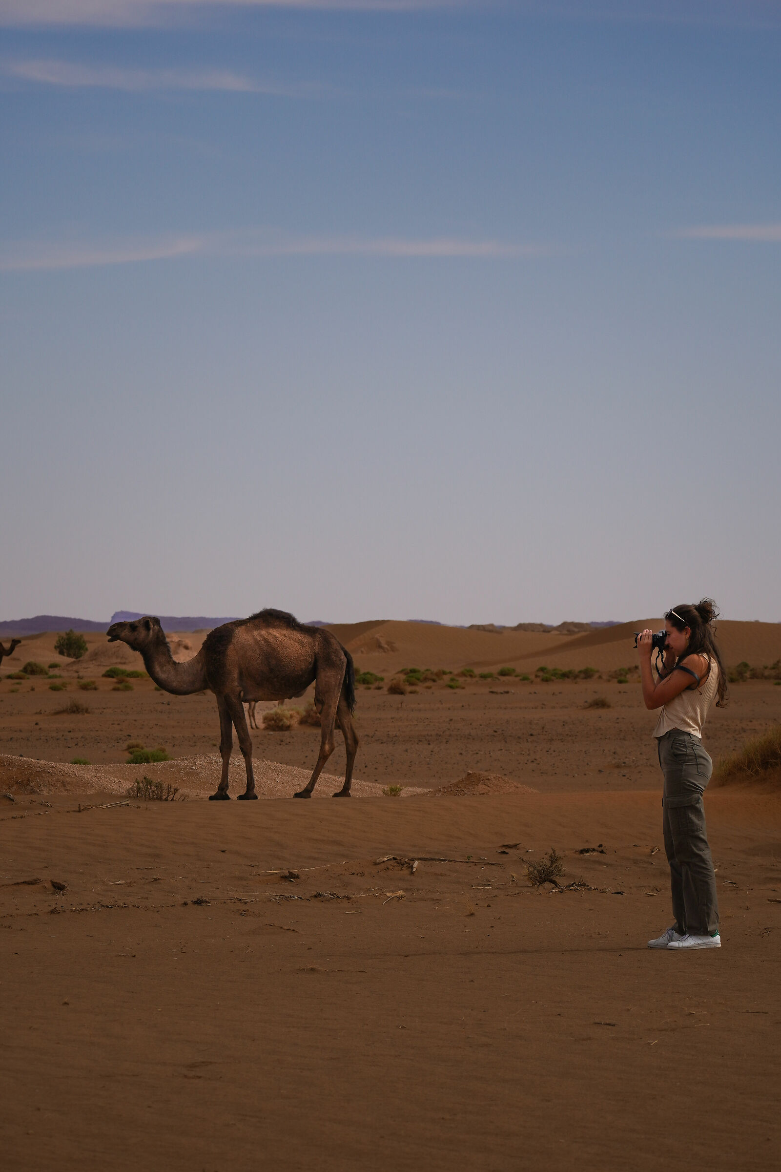 camels