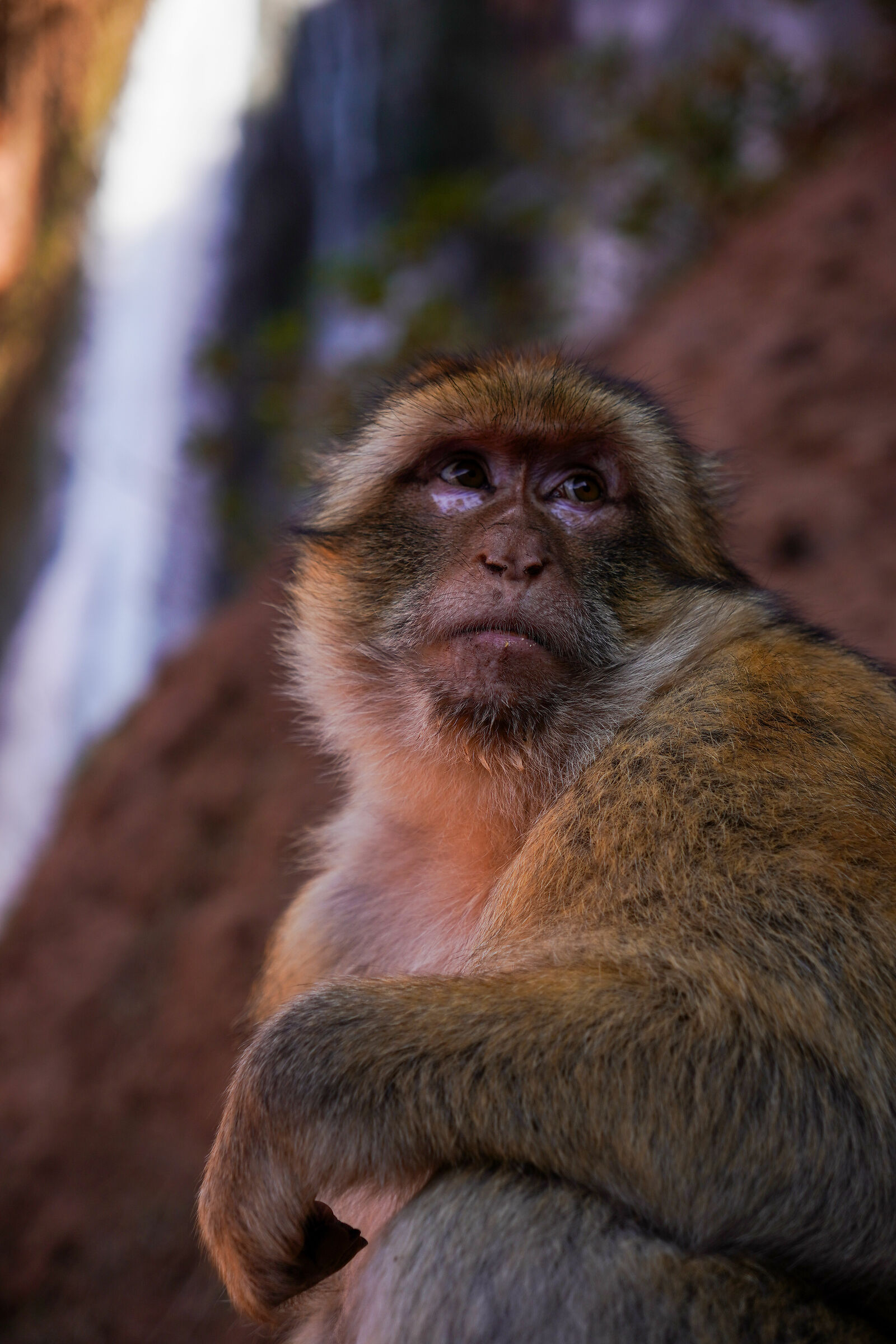 Macaque