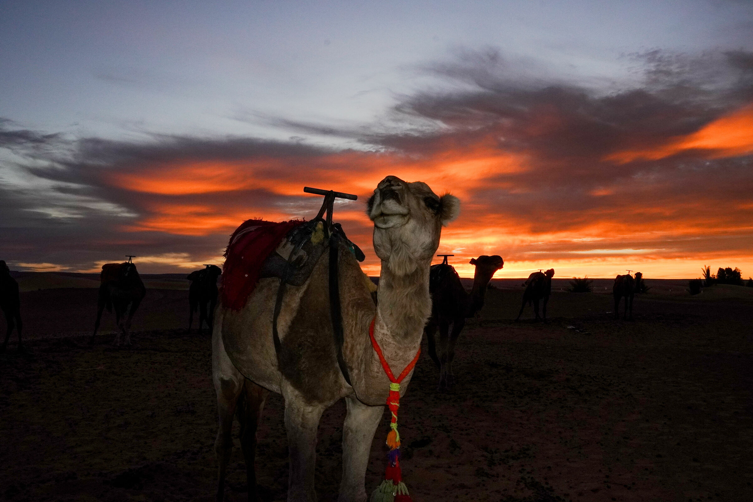 Contrasting Camel