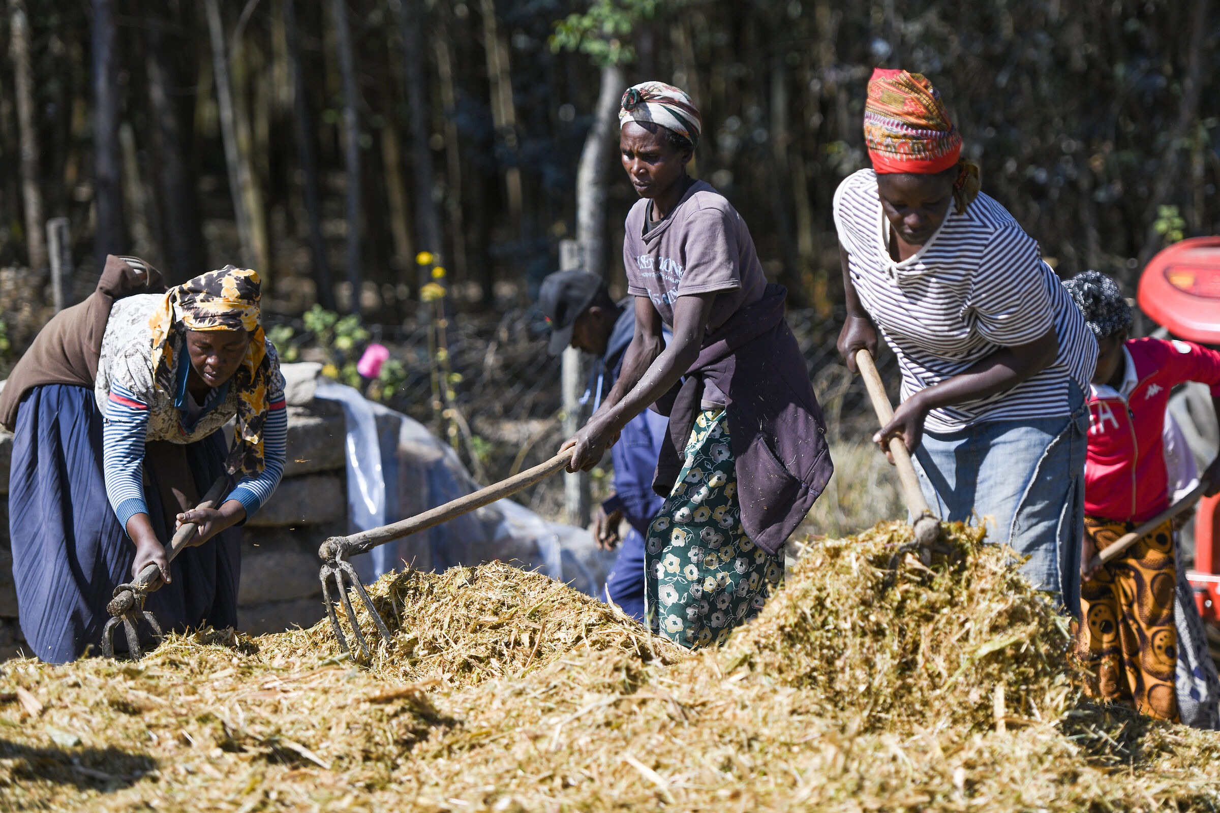 The women workers in the fields