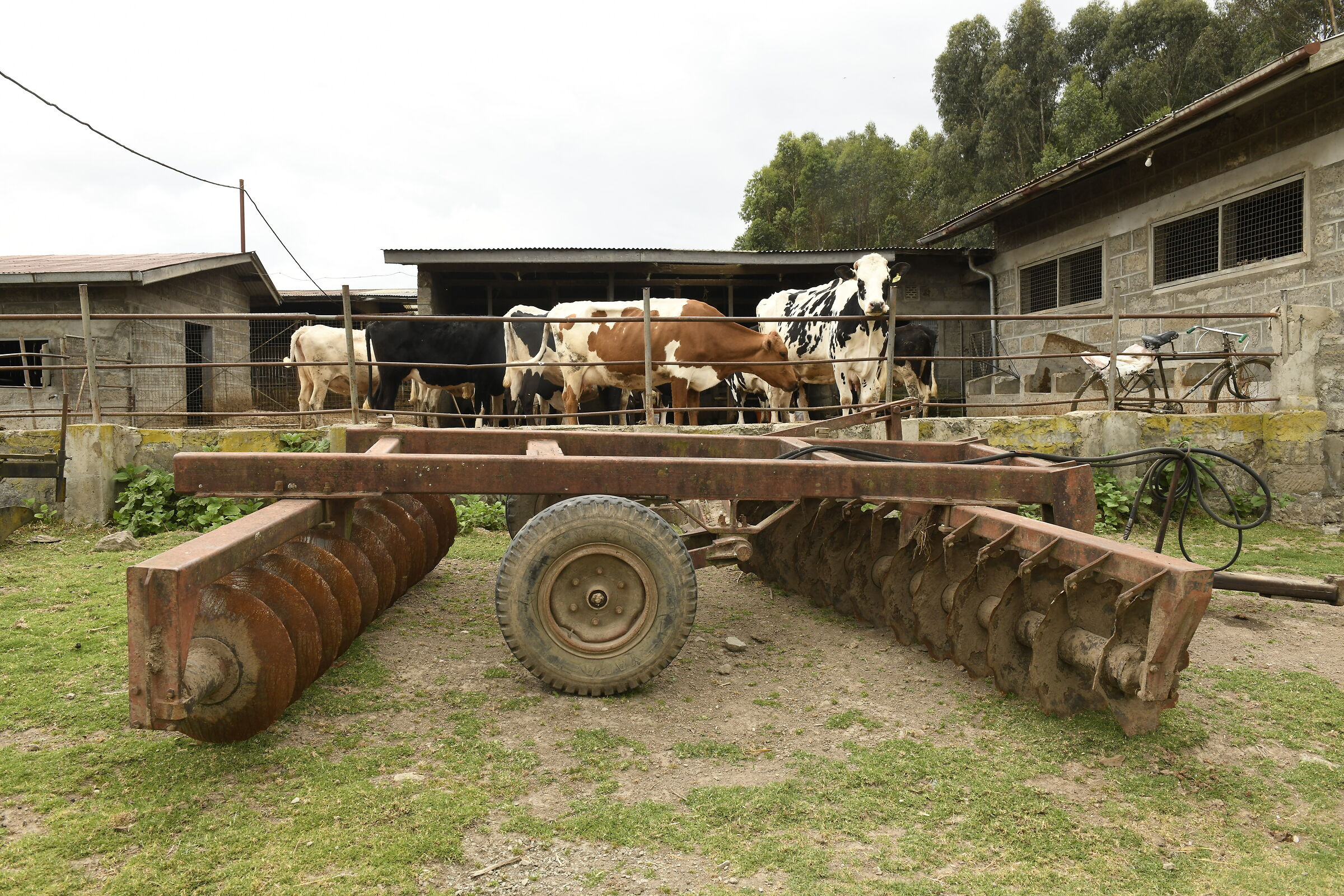 The Tool and the Cows