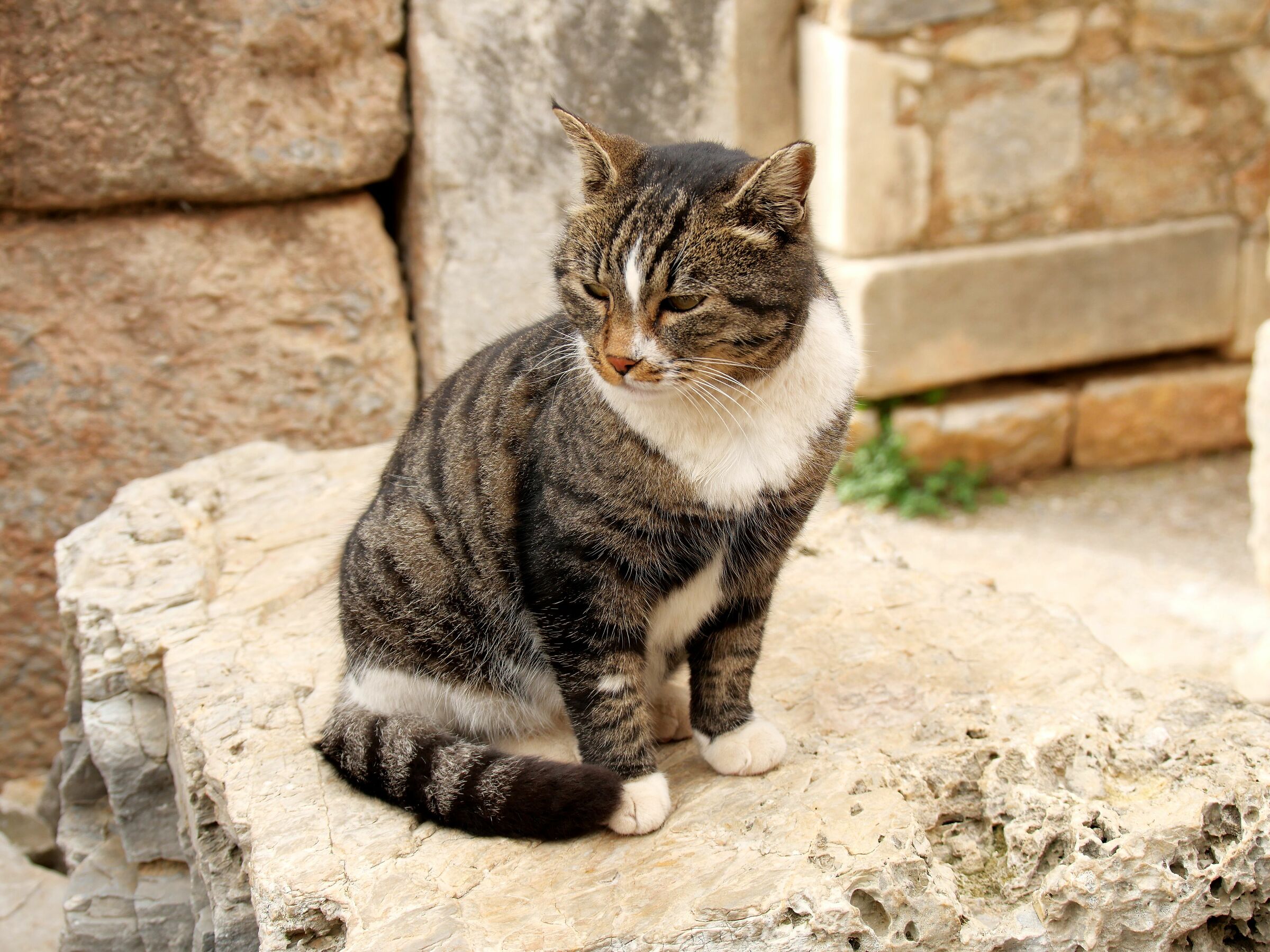 Micio tra le rovine di Efeso