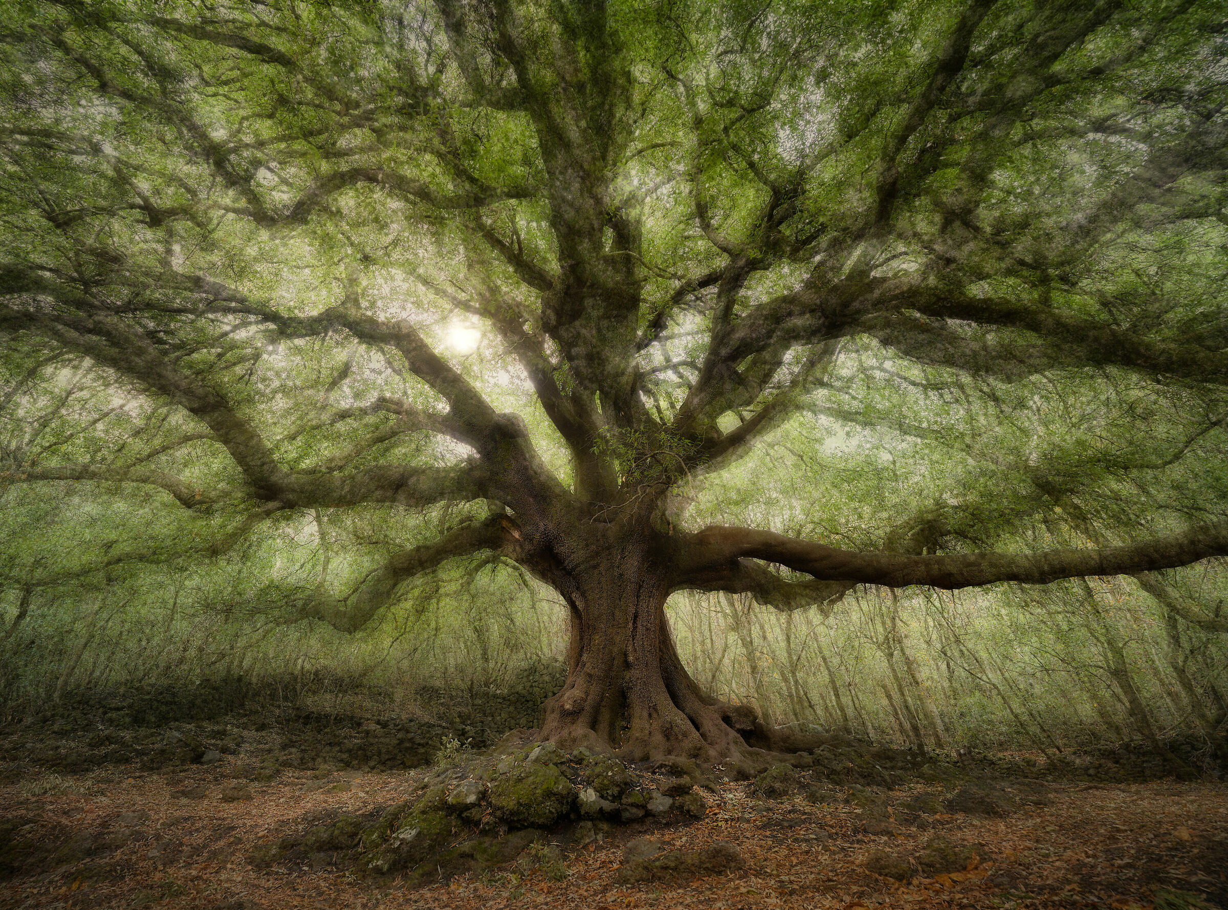 Ilice di Carrinu pseudo ICM